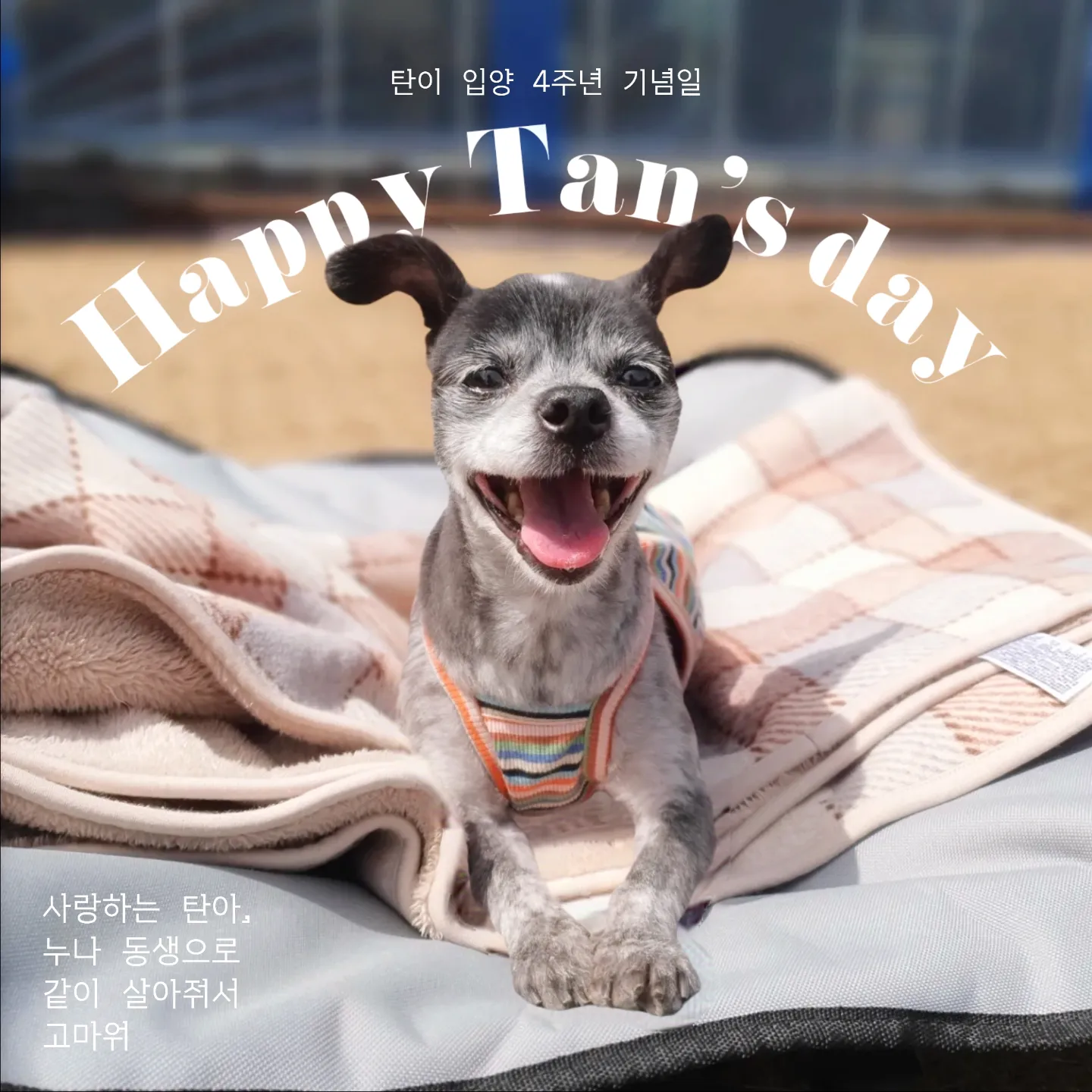 장탄씨 이야기 (#동자연_탄이) : 입양 4주년 