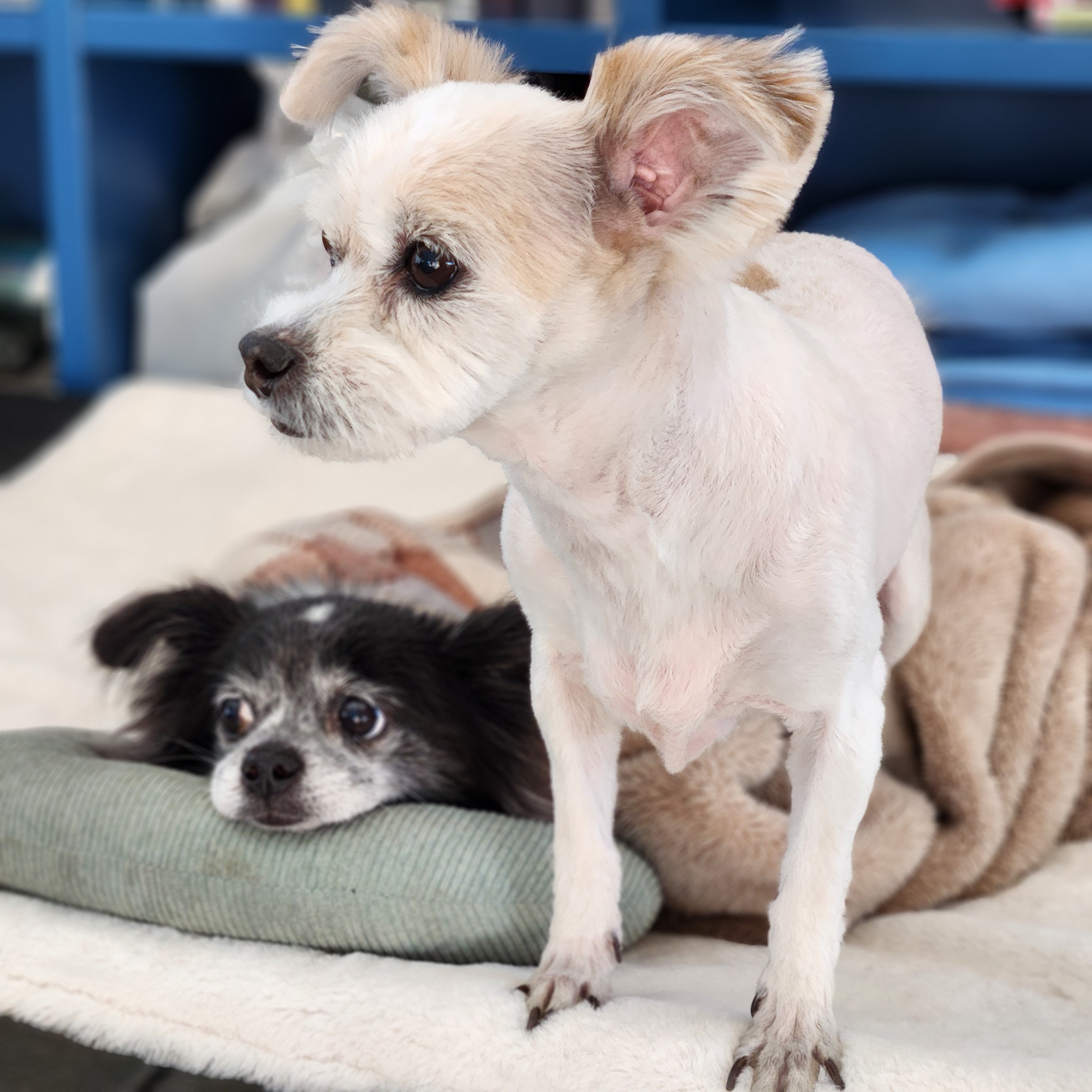 장탄씨 이야기 (#동자연_탄이) : 입양 4주년 