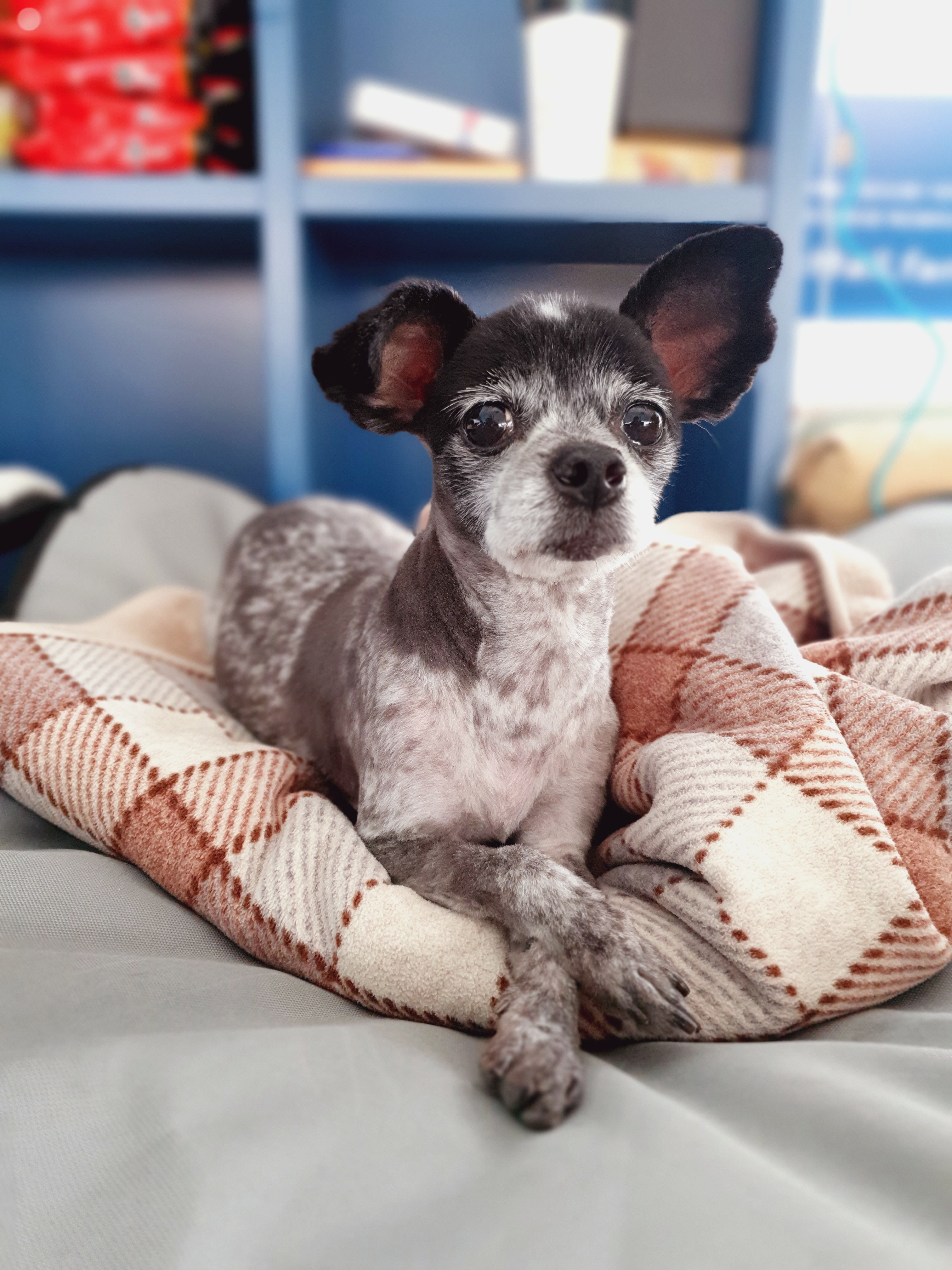 장탄씨 이야기 (#동자연_탄이) : 입양 4주년 