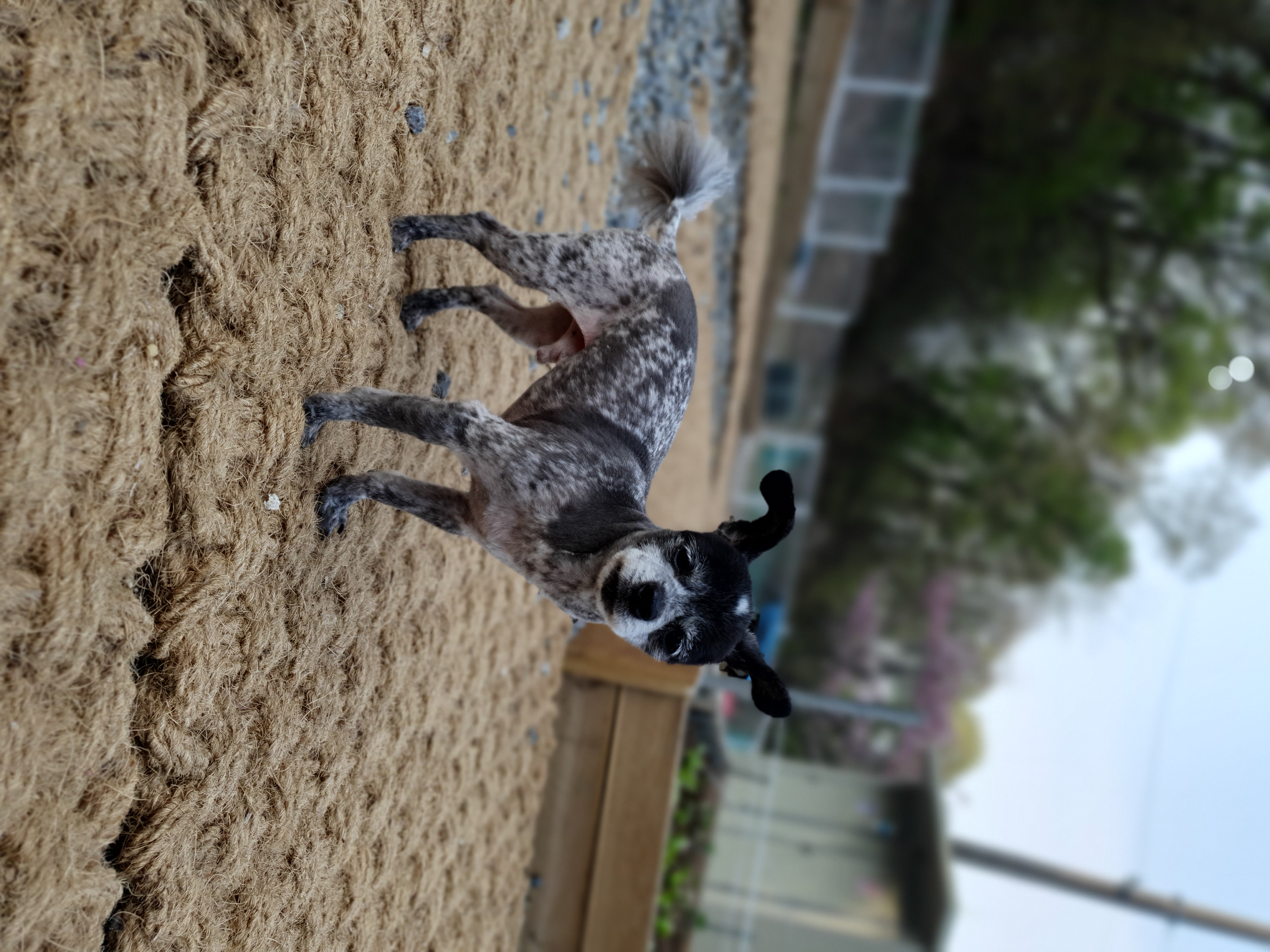 장탄씨 이야기 (#동자연_탄이) : 입양 4주년 