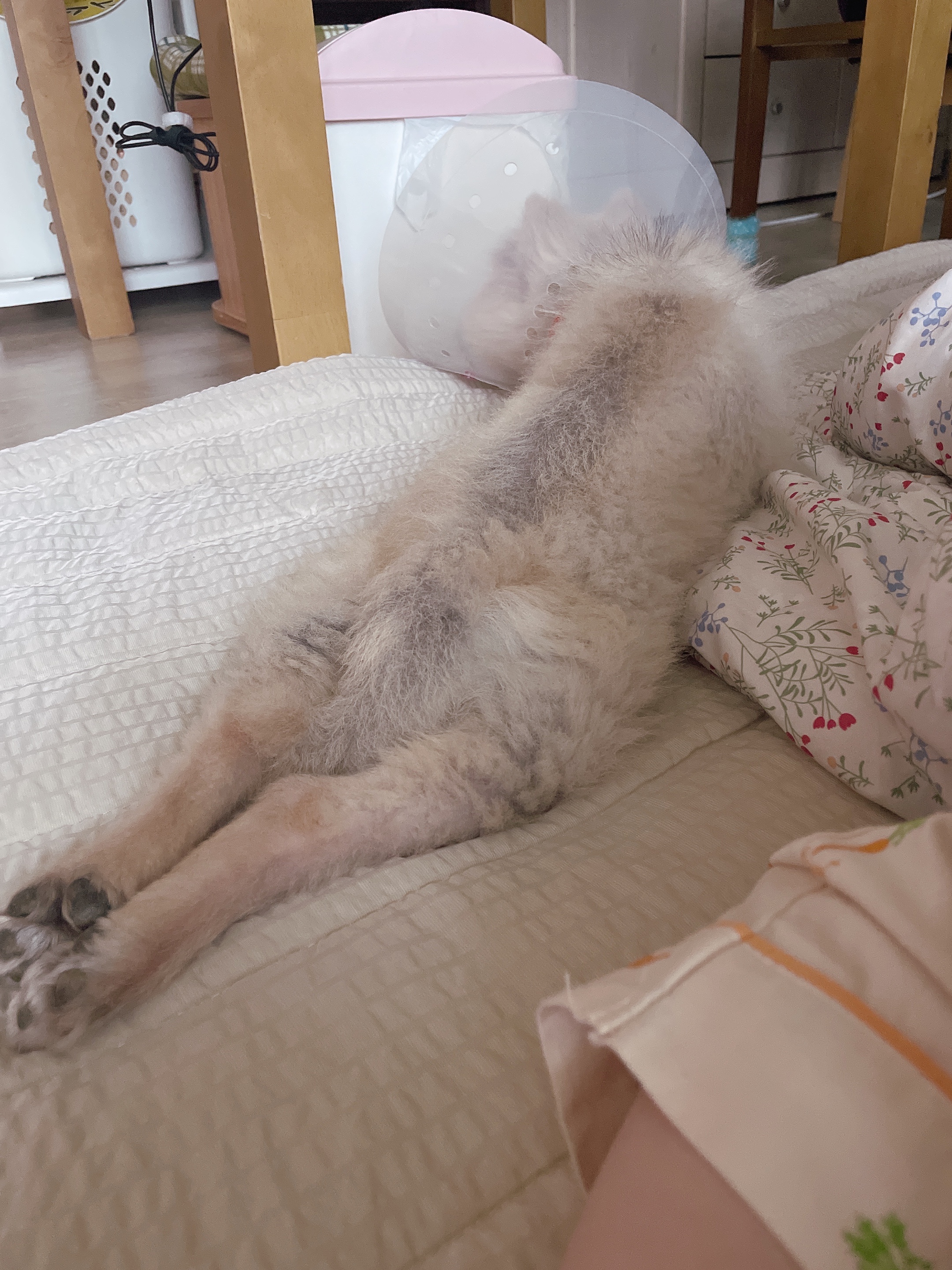 따봉(포키) 임보 일주일 후기♥