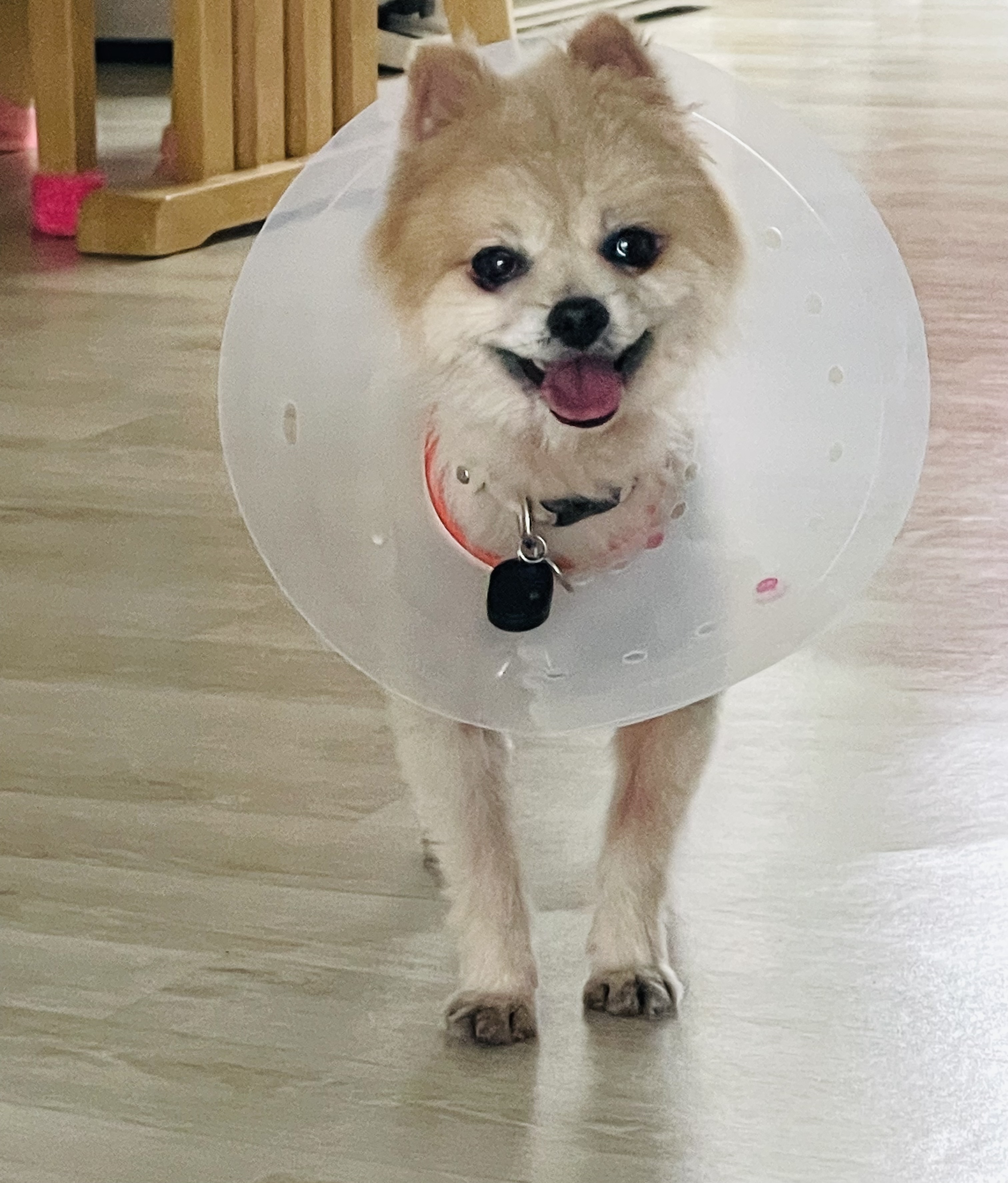 따봉(포키) 임보 일주일 후기♥