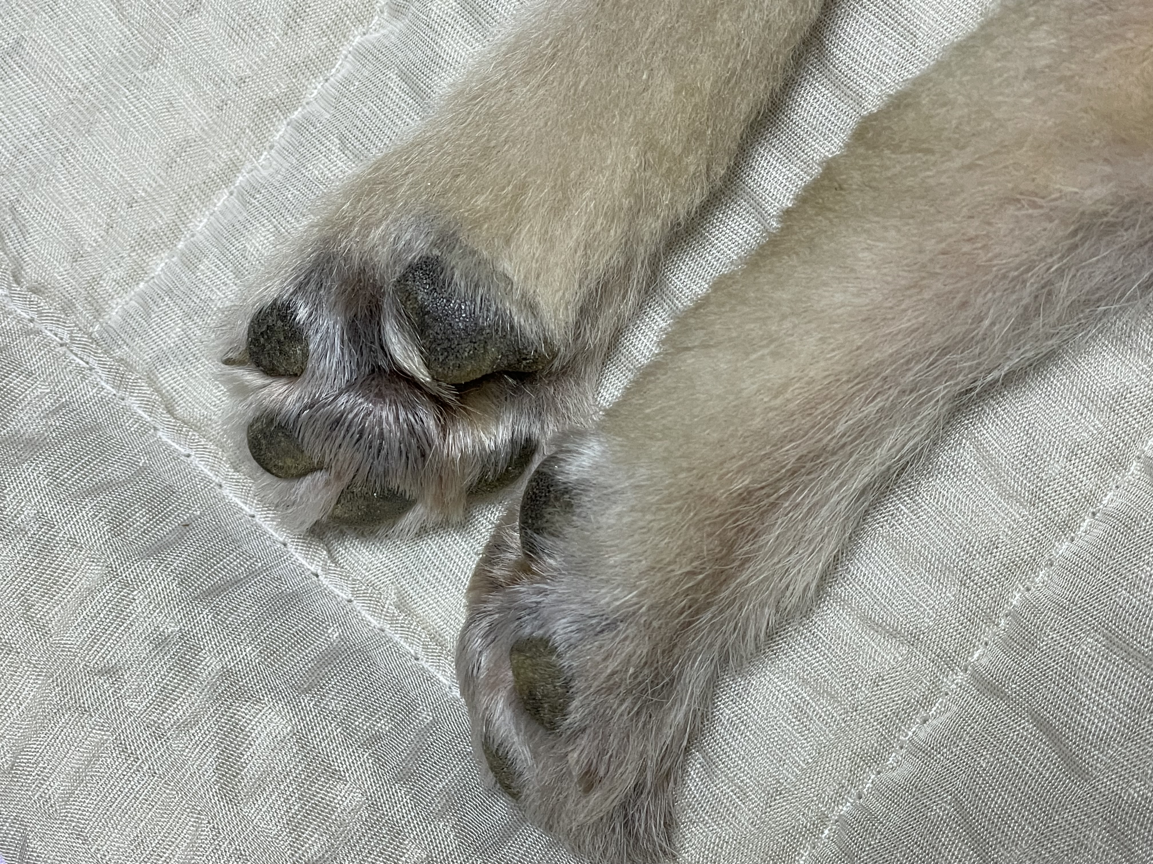 따봉(포키) 임보 일주일 후기♥