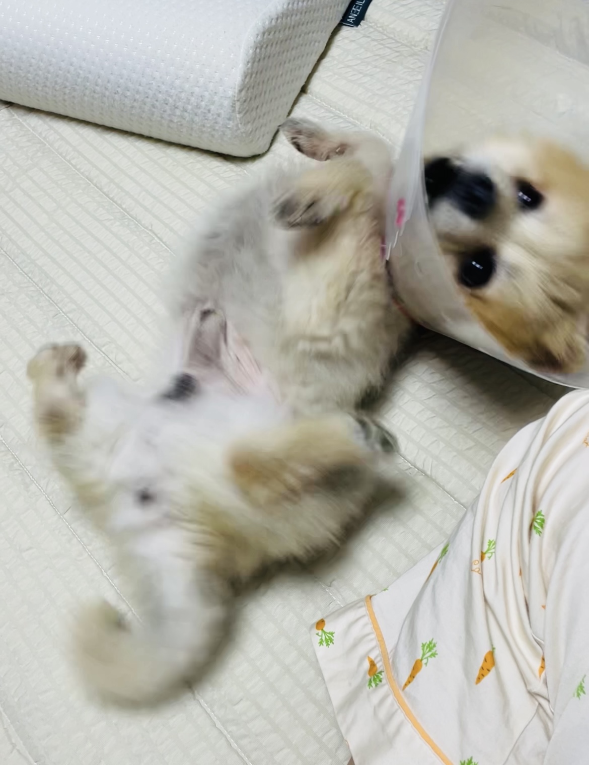 따봉(포키) 임보 일주일 후기♥