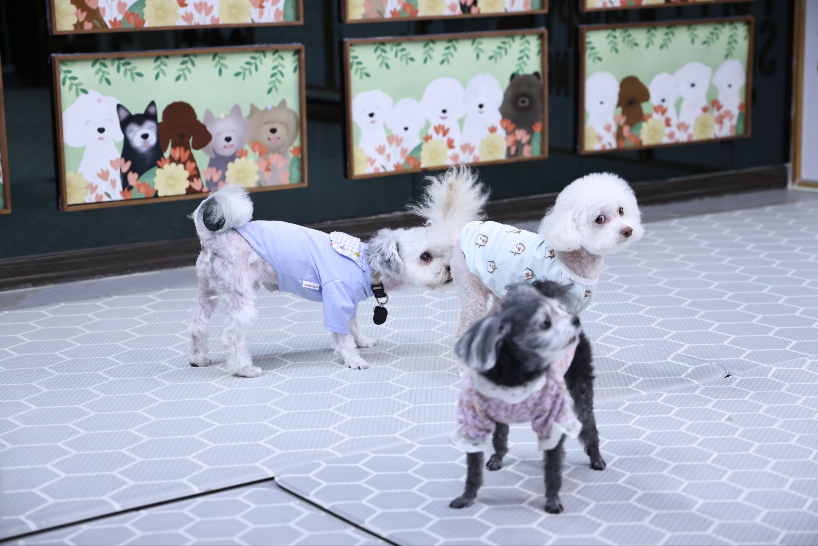 [임보]🩵함덕이🩵와 7일째 (원주 구조견)