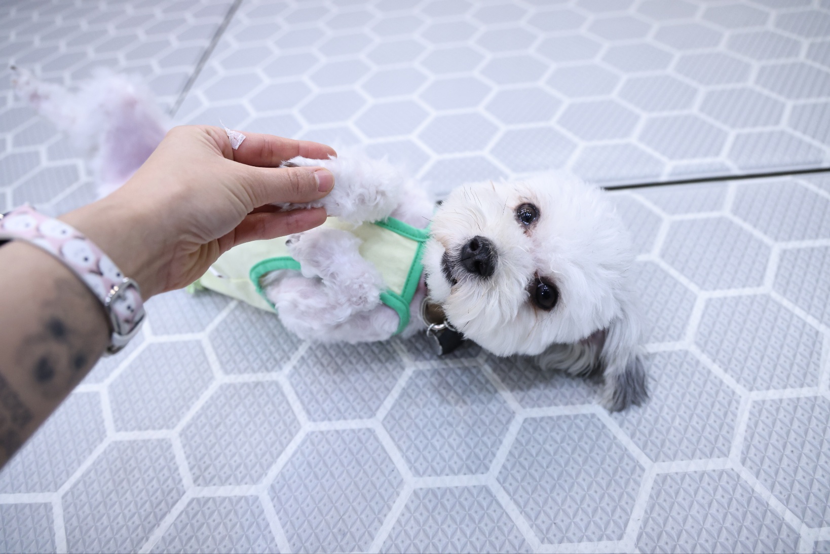 [임보]🩵함덕이🩵와 7일째 (원주 구조견)