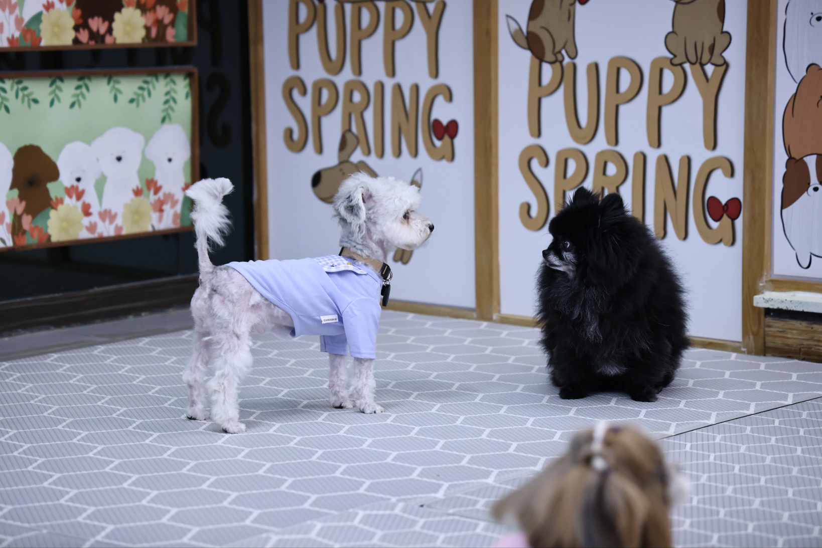 [임보]🩵함덕이🩵와 7일째 (원주 구조견)