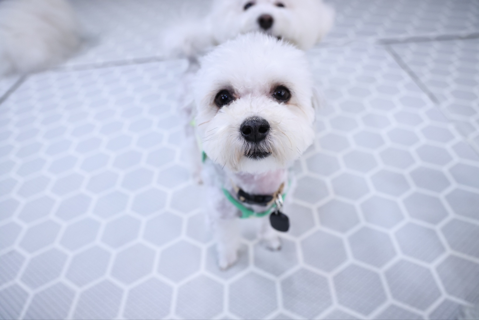 [임보]🩵함덕이🩵와 7일째 (원주 구조견)