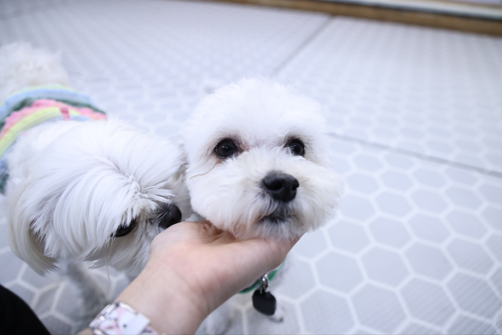 [임보]🩵함덕이🩵와 7일째 (원주 구조견)