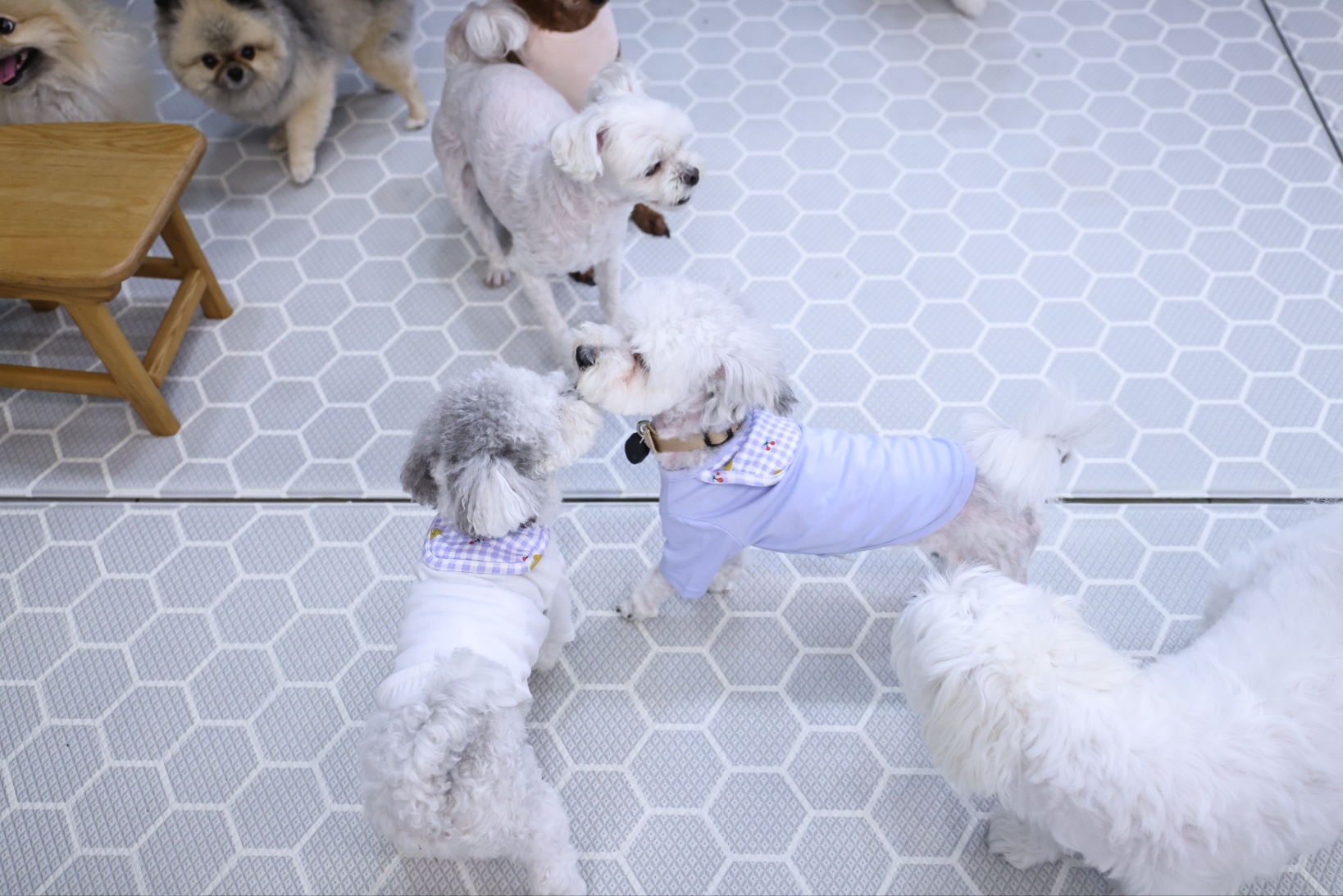 [임보]🩵함덕이🩵와 7일째 (원주 구조견)