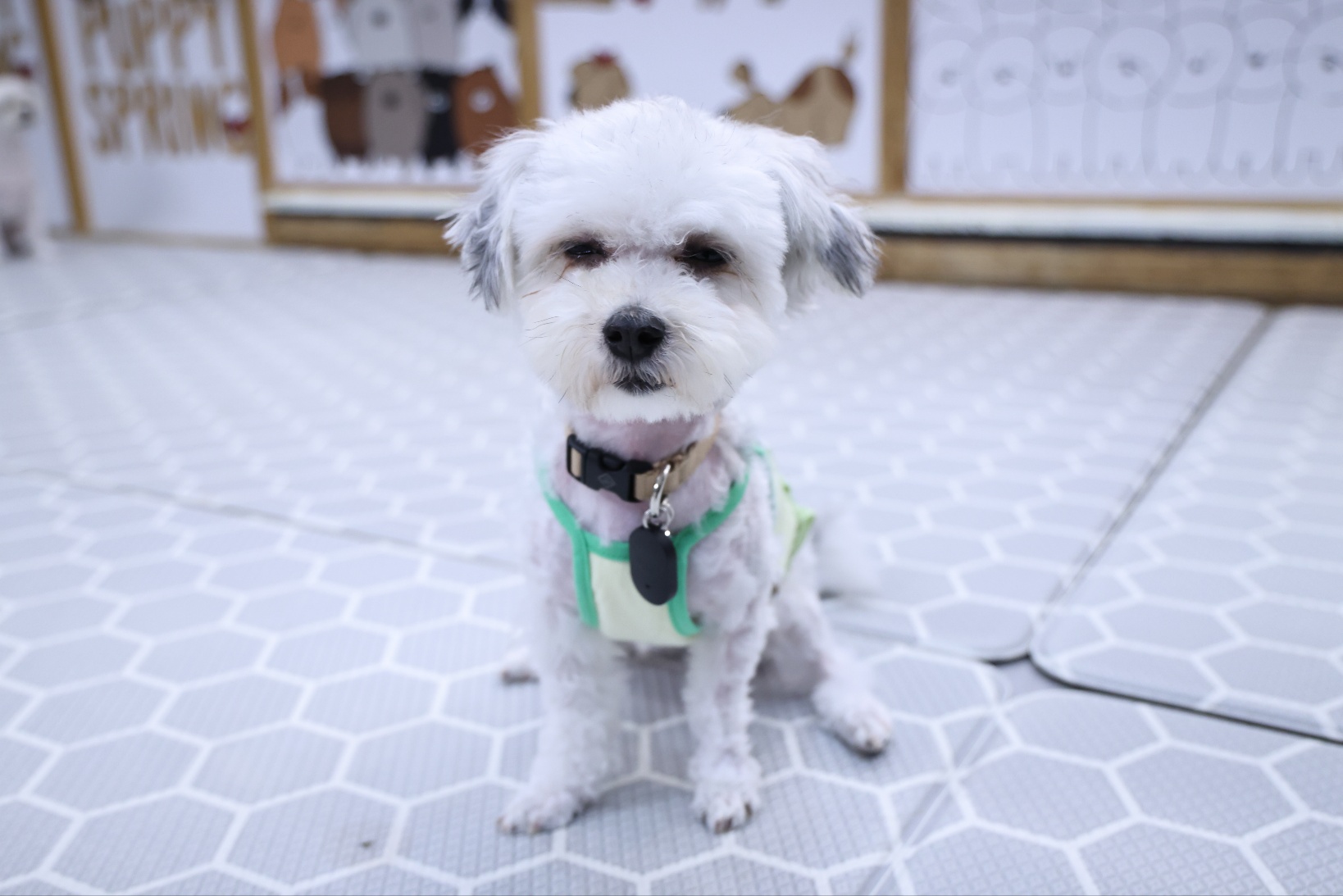 [임보]🩵함덕이🩵와 7일째 (원주 구조견)