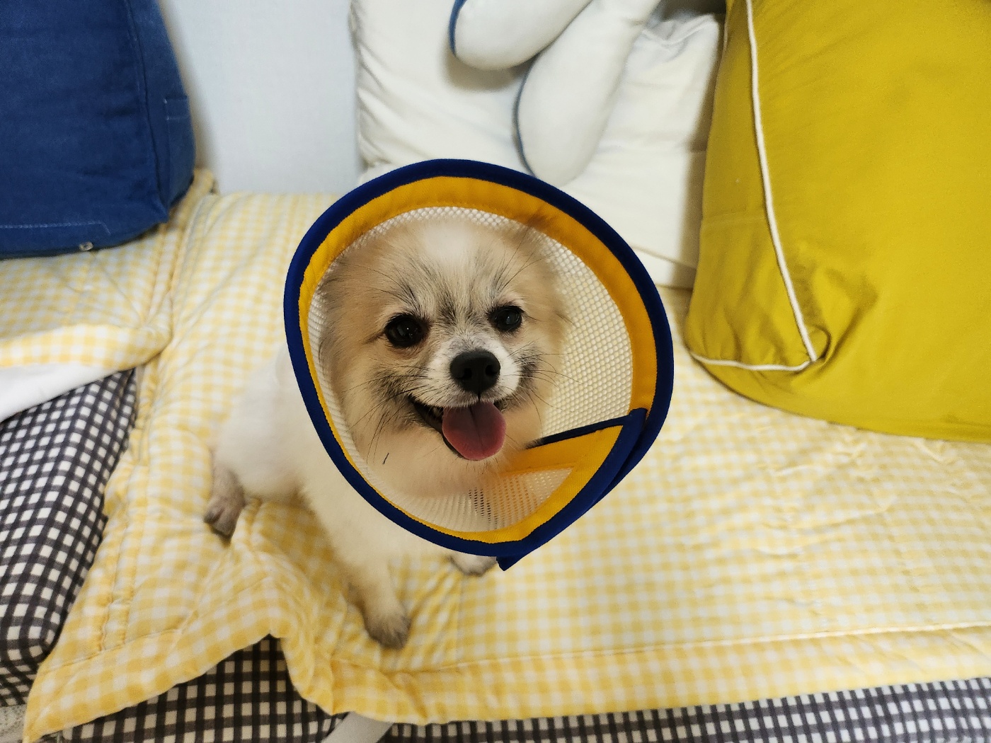 뽀빛 입양 한달~~