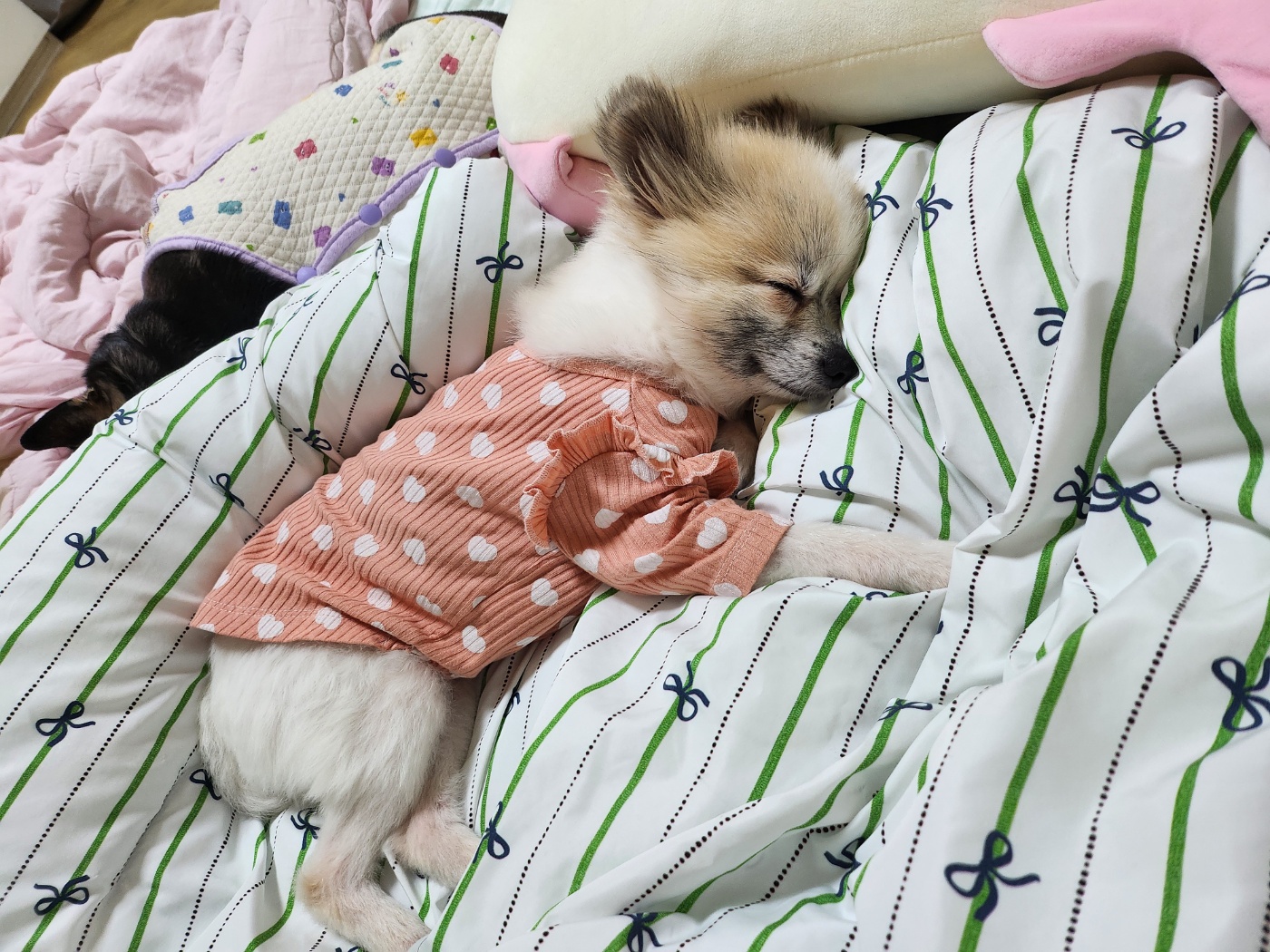 뽀빛 입양 한달~~