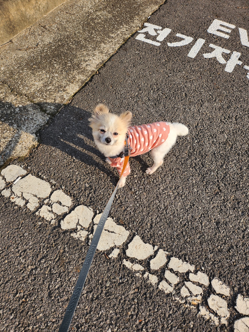 뽀빛 입양 한달~~