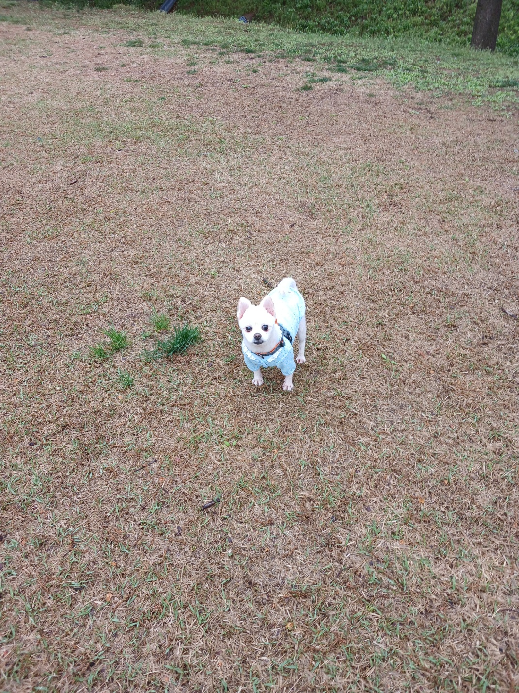 하뽀 임시보호 일주일째 그간의 사진들입니다