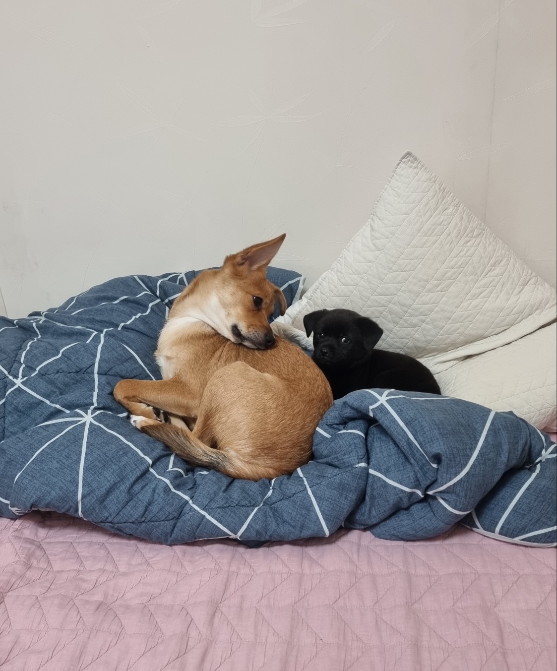 누리(귀리)입양 1년이 지났어요~