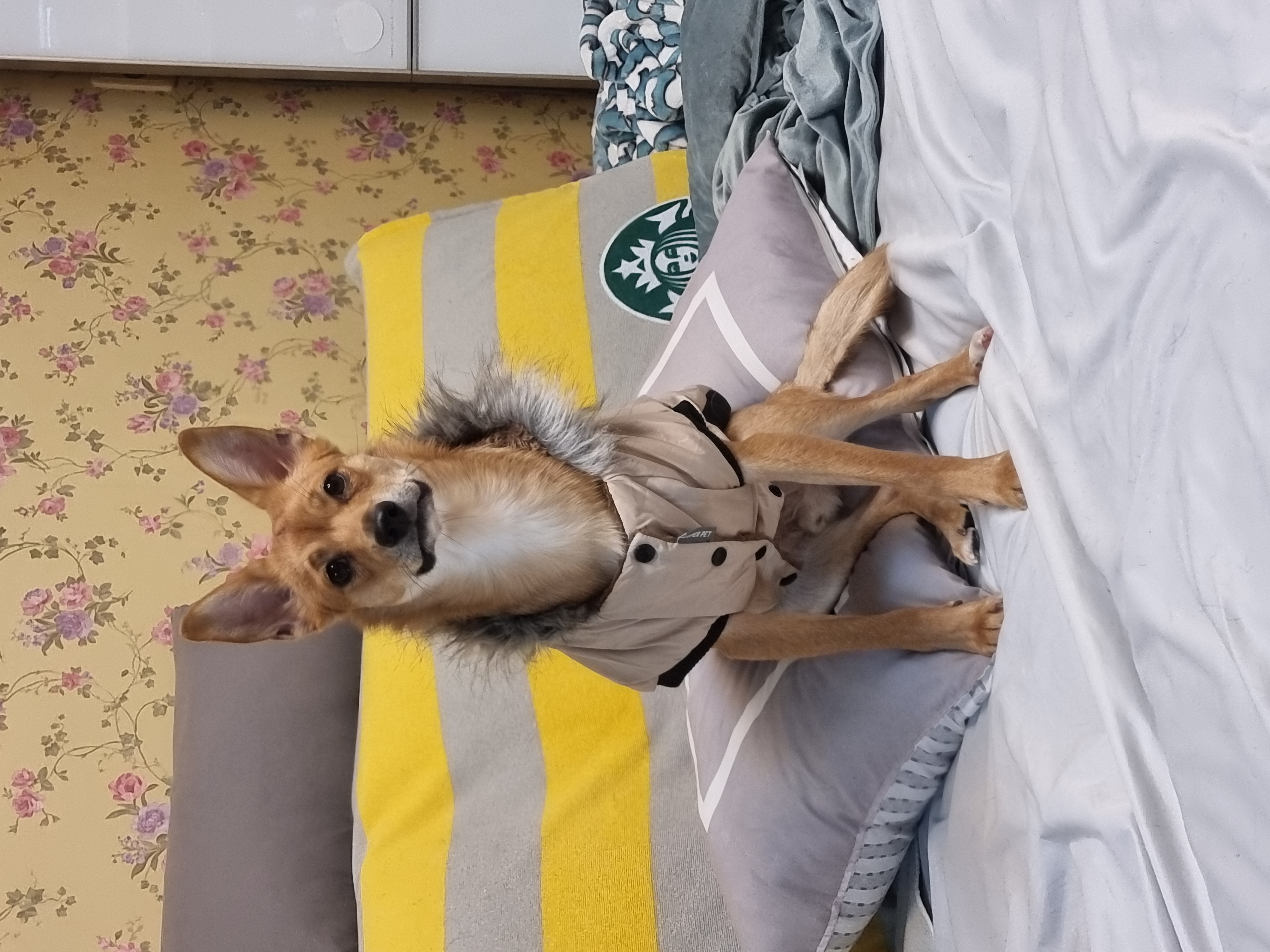 누리(귀리)입양 1년이 지났어요~