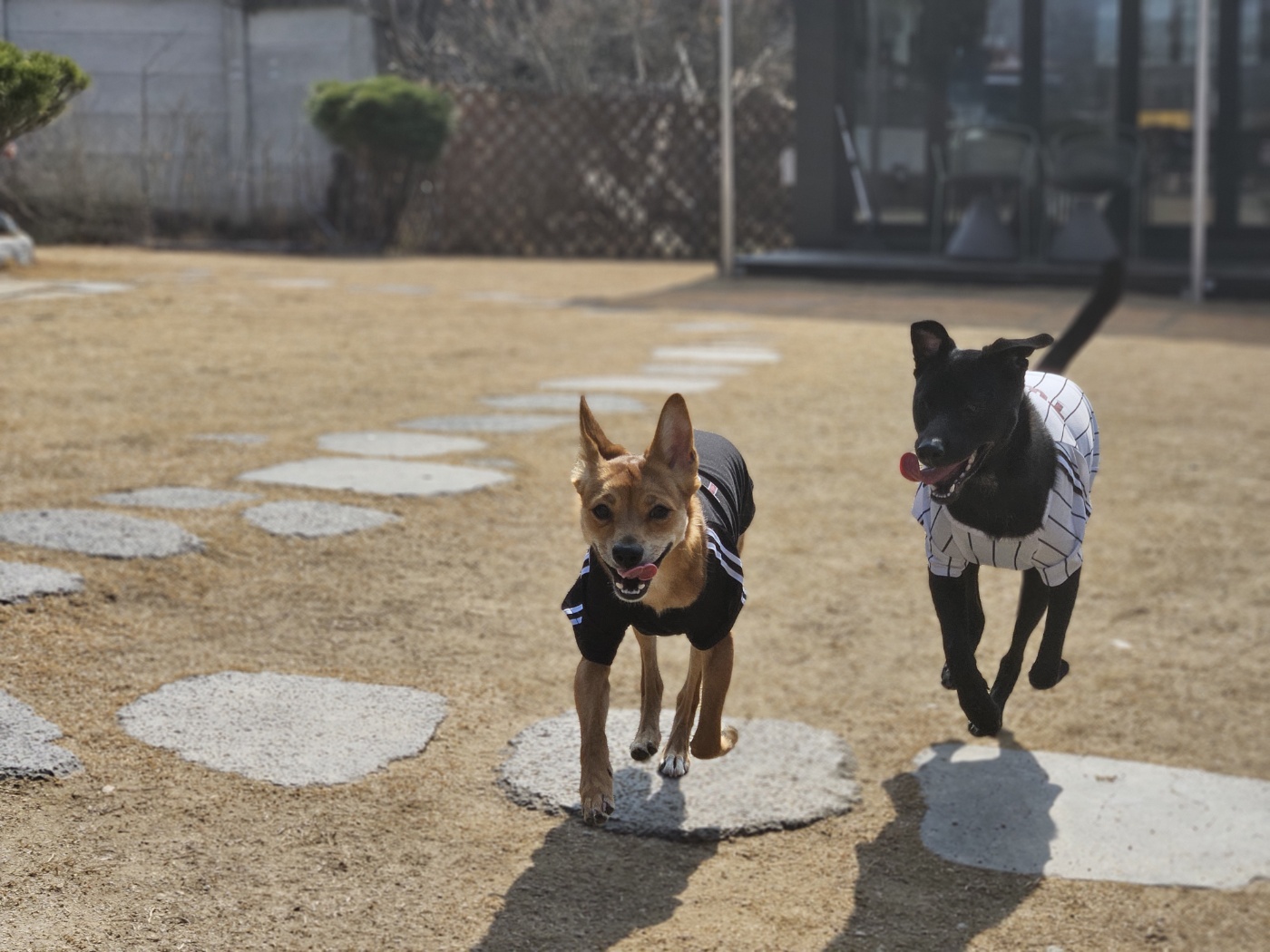 누리(귀리)입양 1년이 지났어요~