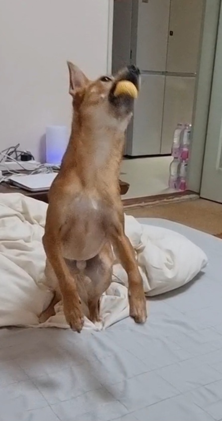 누리(귀리)입양 1년이 지났어요~