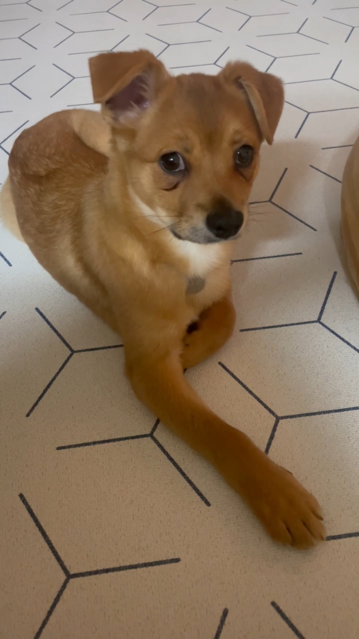 누리(귀리)입양 1년이 지났어요~