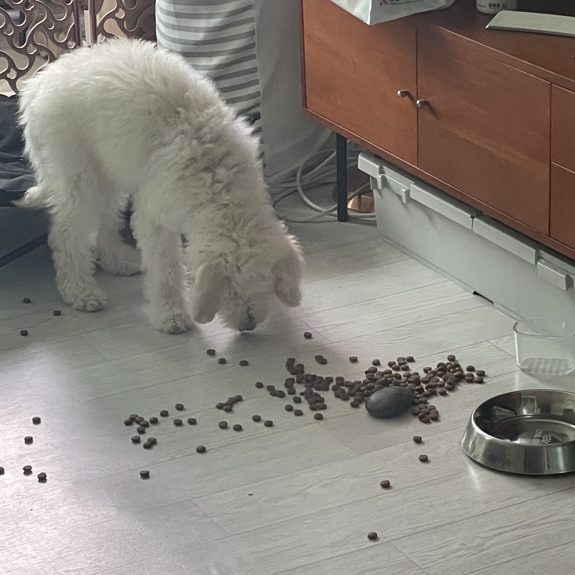 루미 일주일 입양 후기 (푸린이)