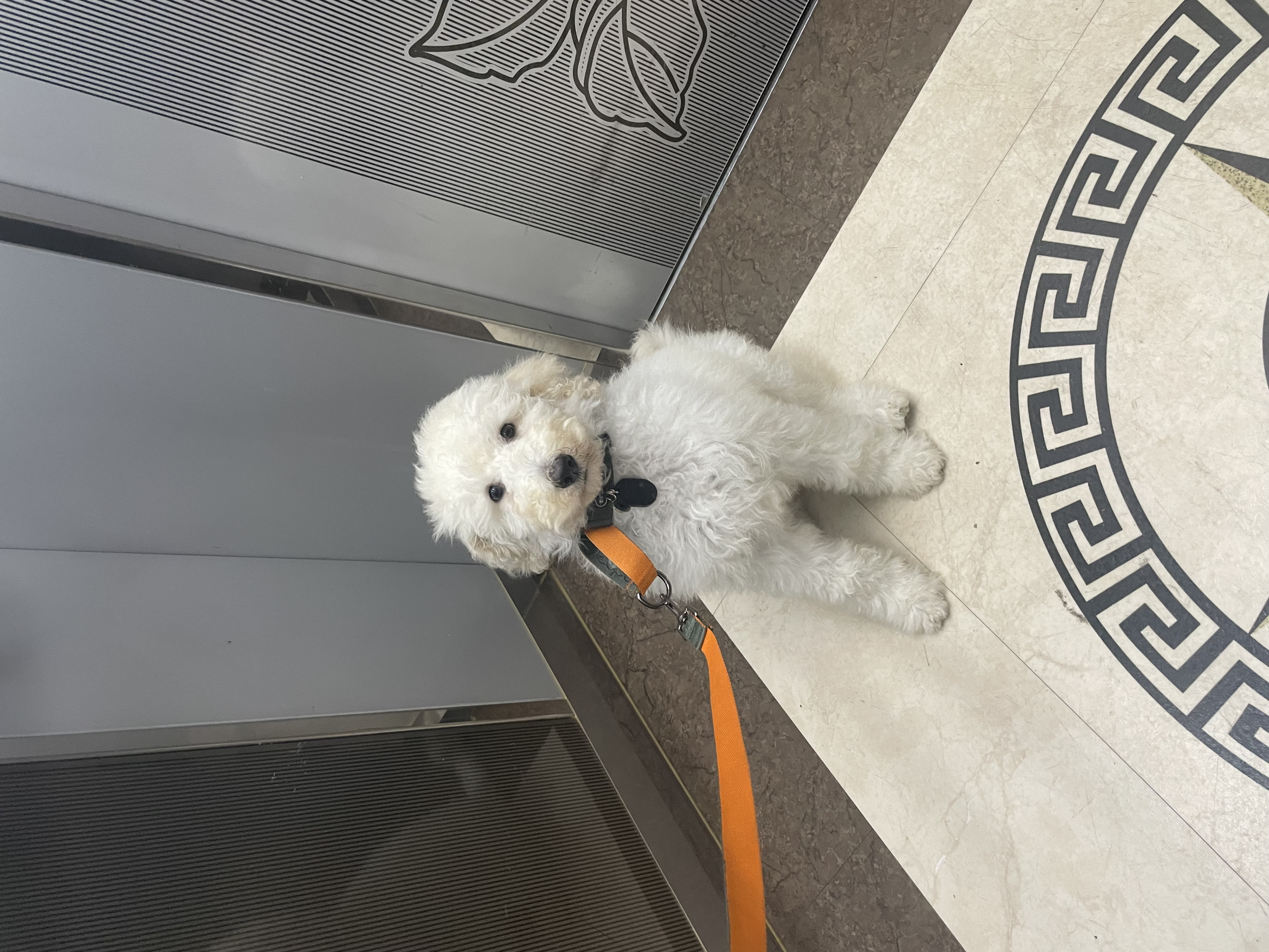 루미 일주일 입양 후기 (푸린이)