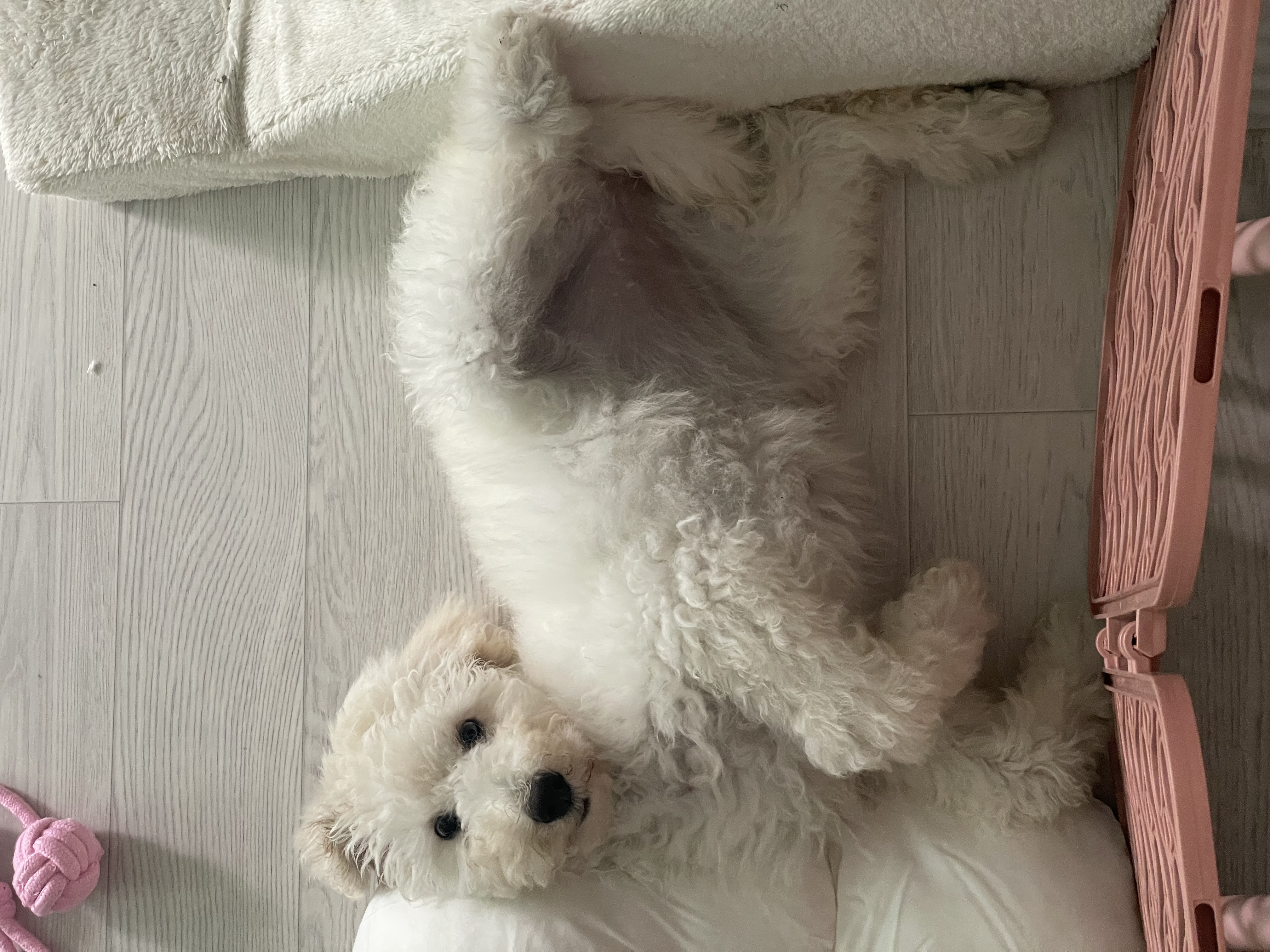 루미 일주일 입양 후기 (푸린이)