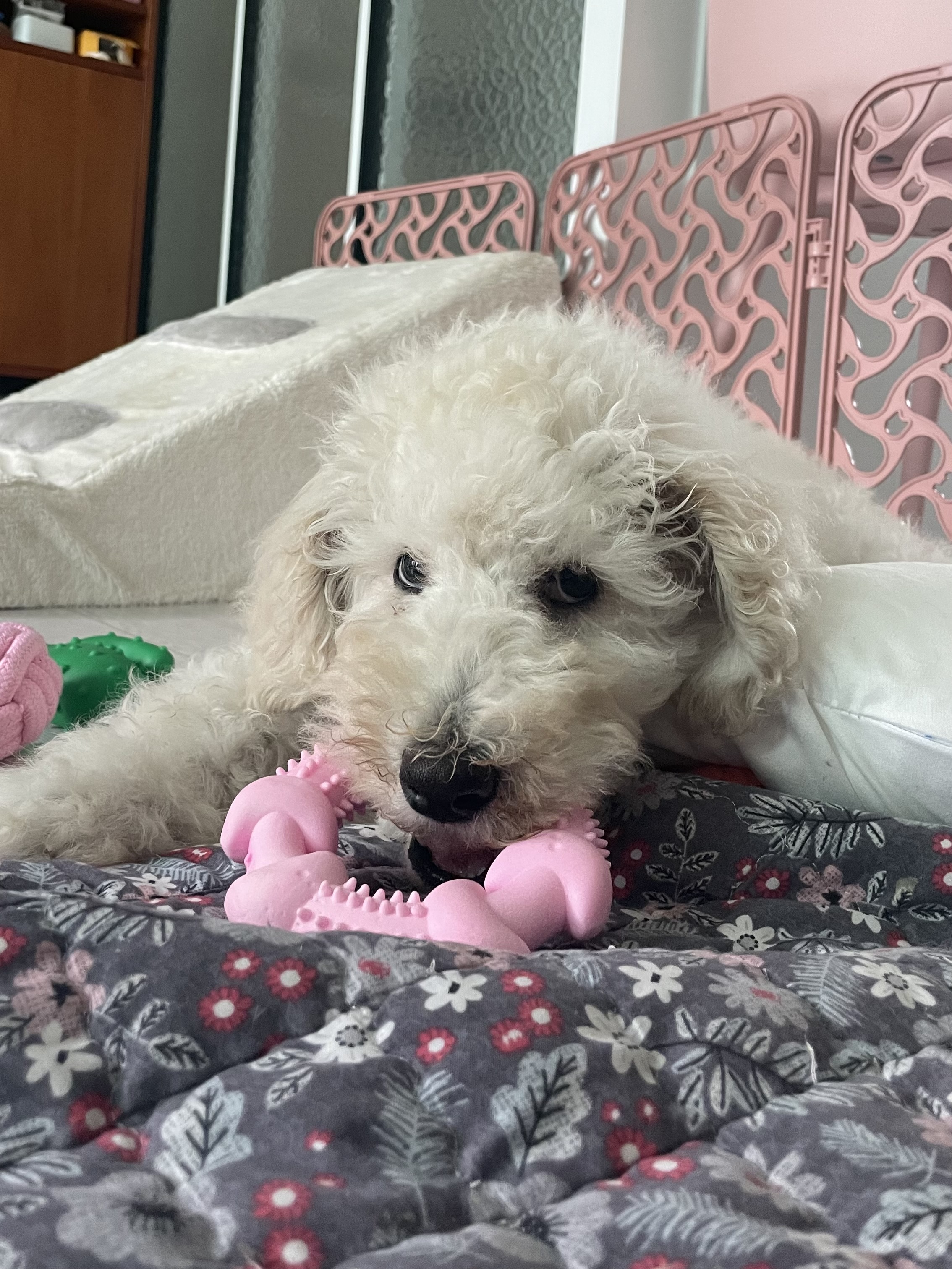 루미 일주일 입양 후기 (푸린이)