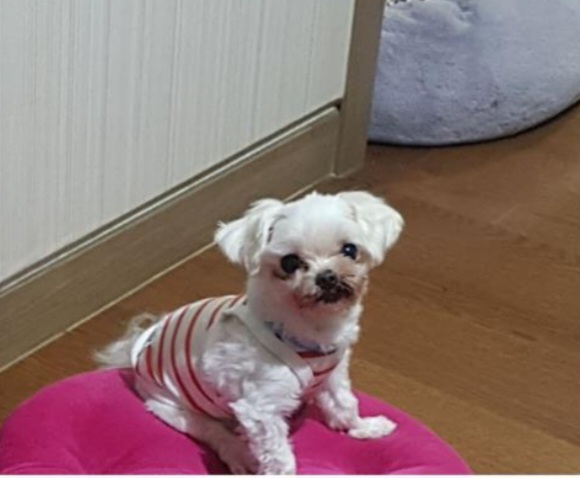 천사 동동아 잘가렴ㅠ다시 만나자