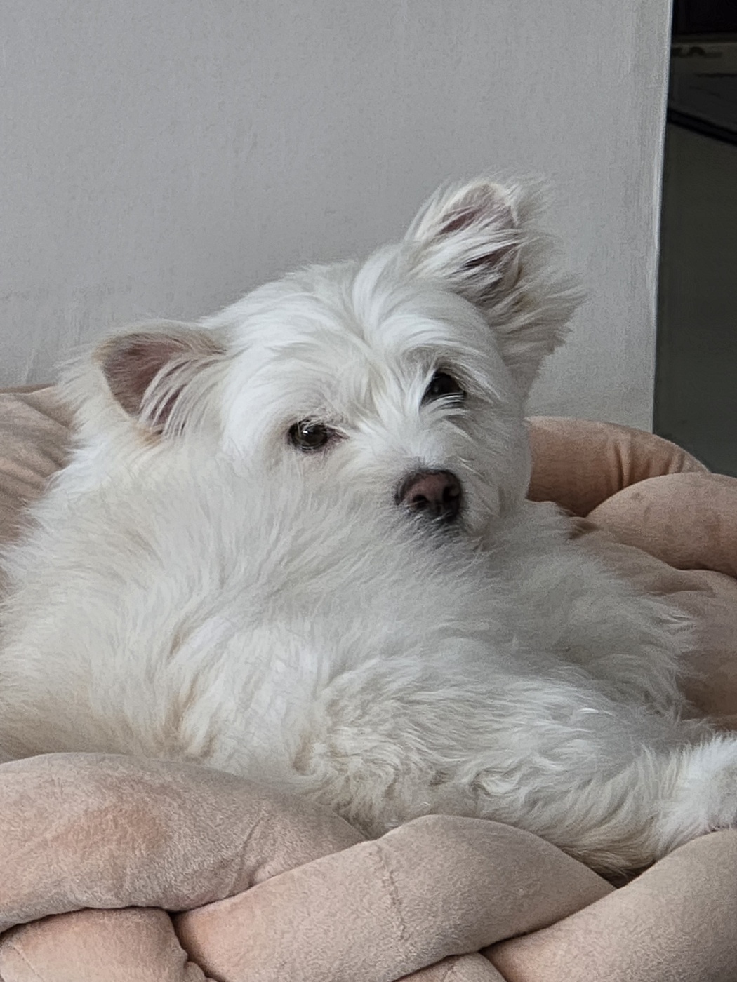 춘이(크리스탈) 한달 후기