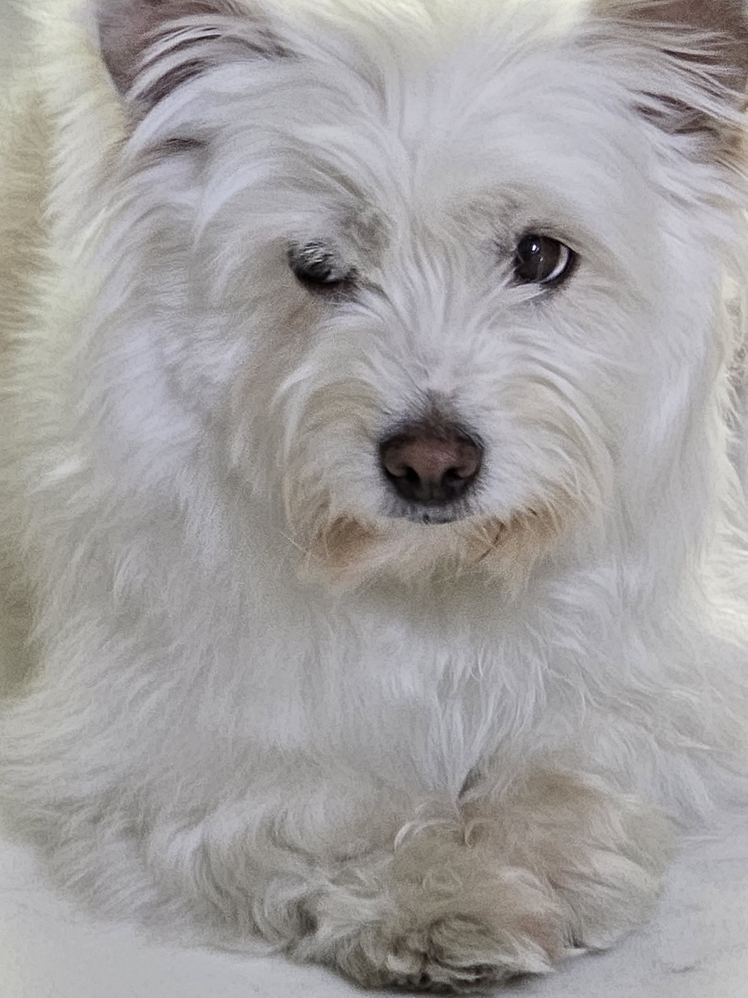 춘이(크리스탈) 한달 후기