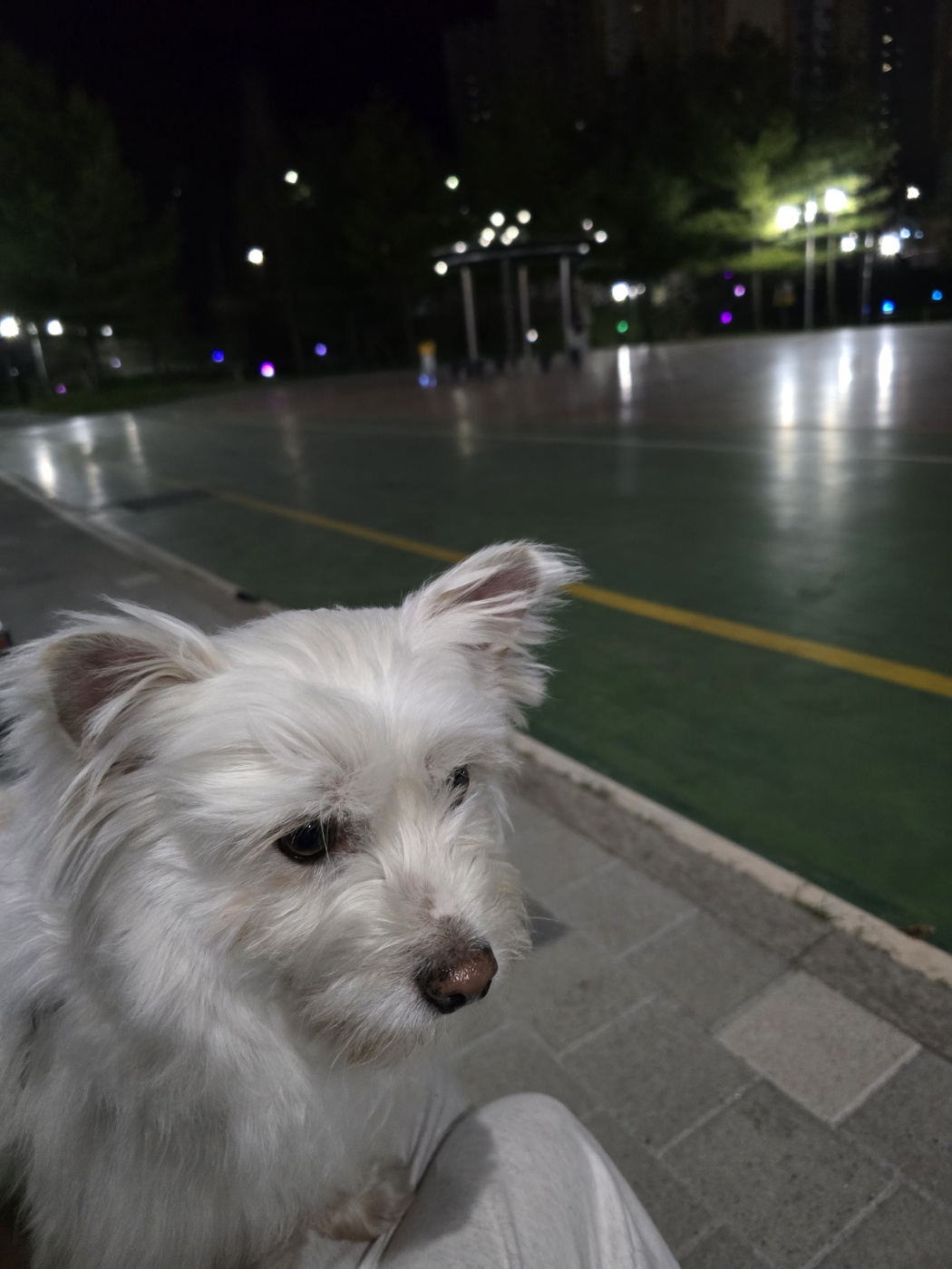 춘이(크리스탈) 한달 후기