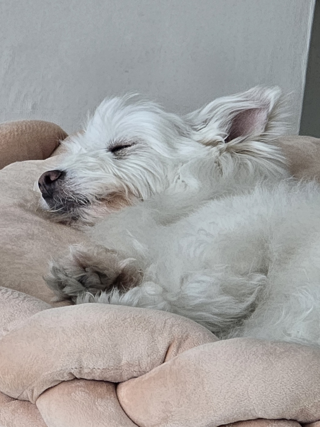 춘이(크리스탈) 한달 후기