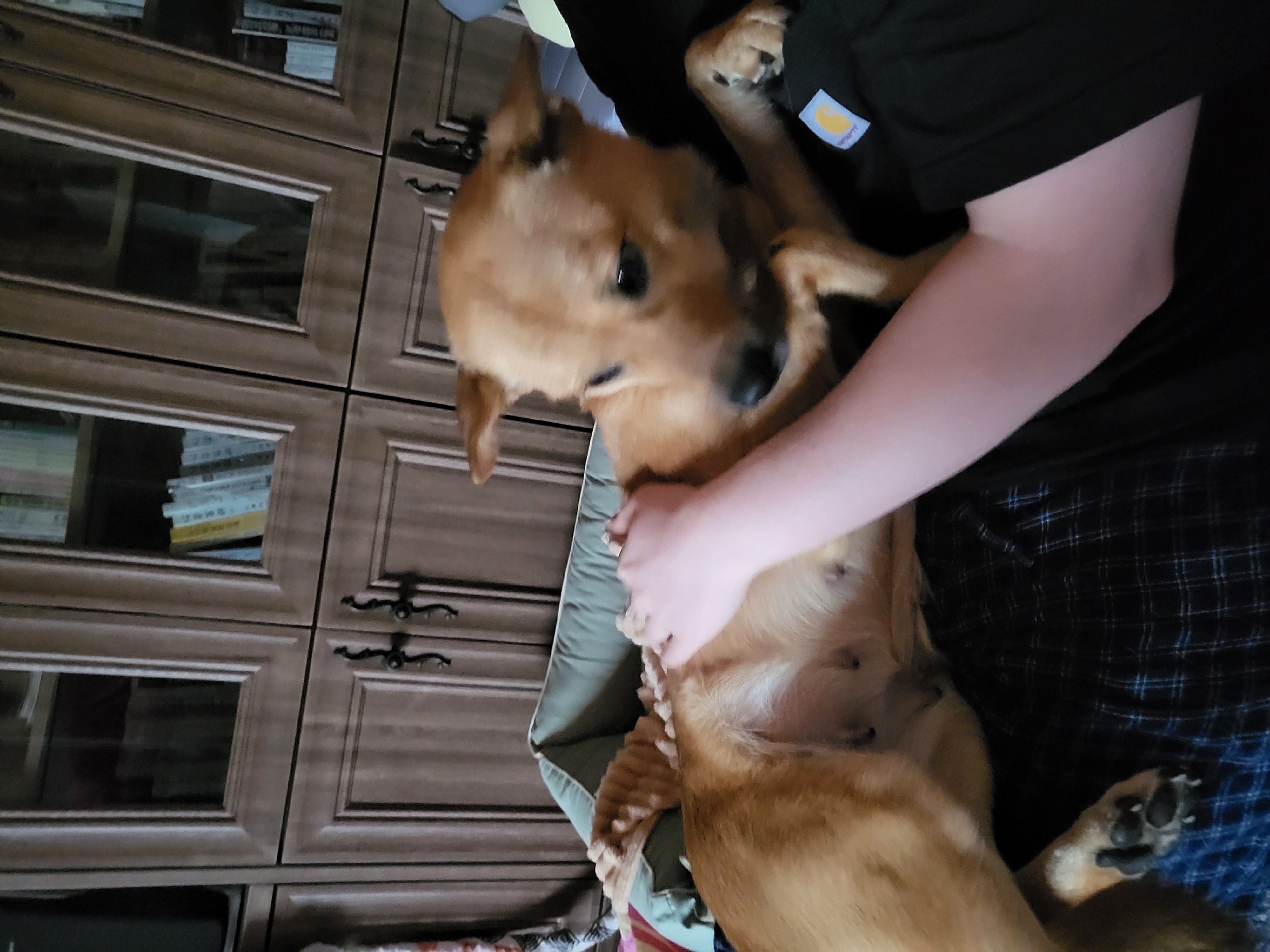 춘향이 임시보호 6개월차!