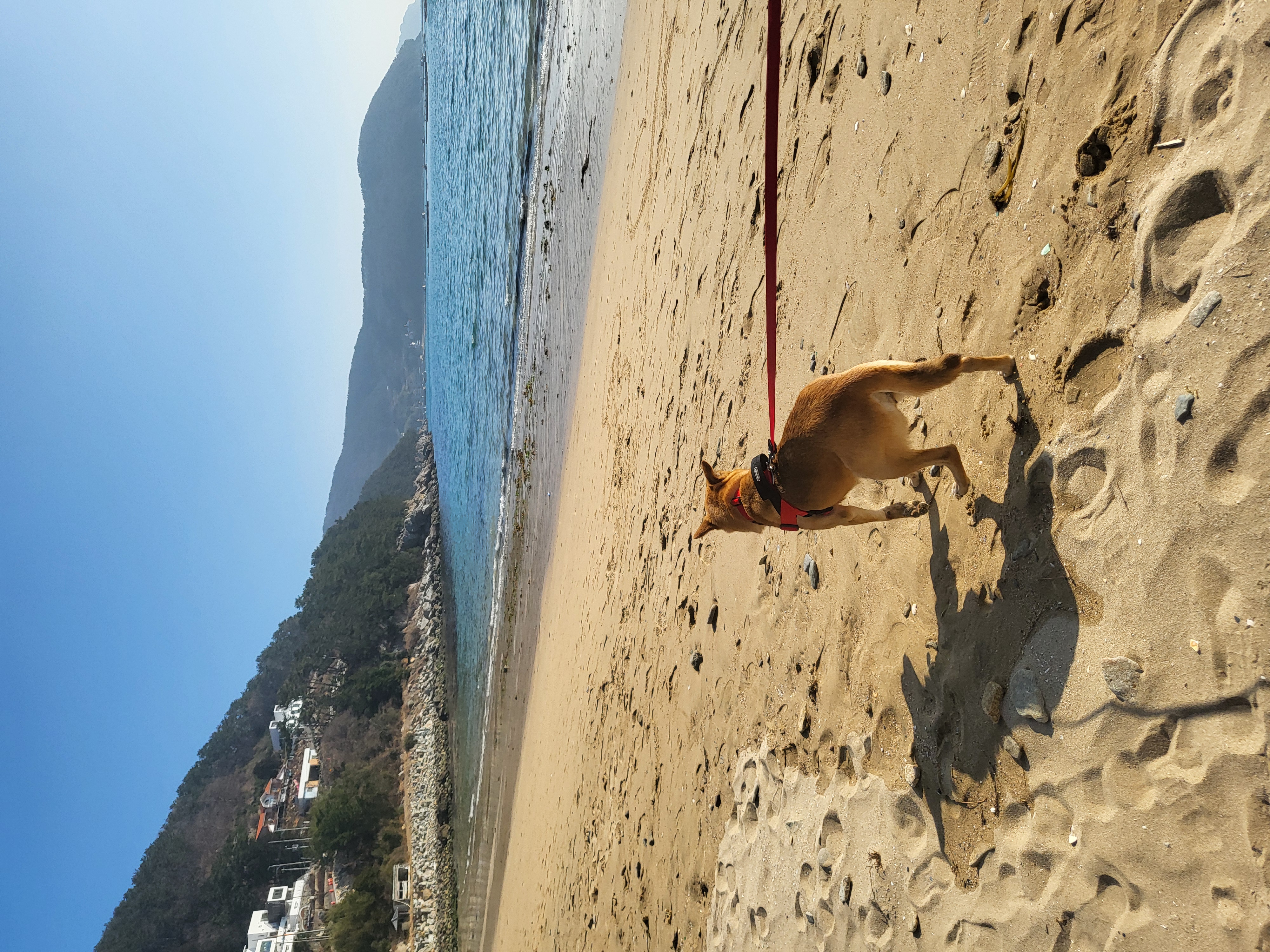 춘향이 임시보호 6개월차!