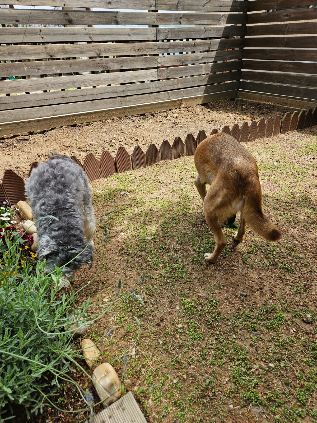 춘향이 임시보호 6개월차!