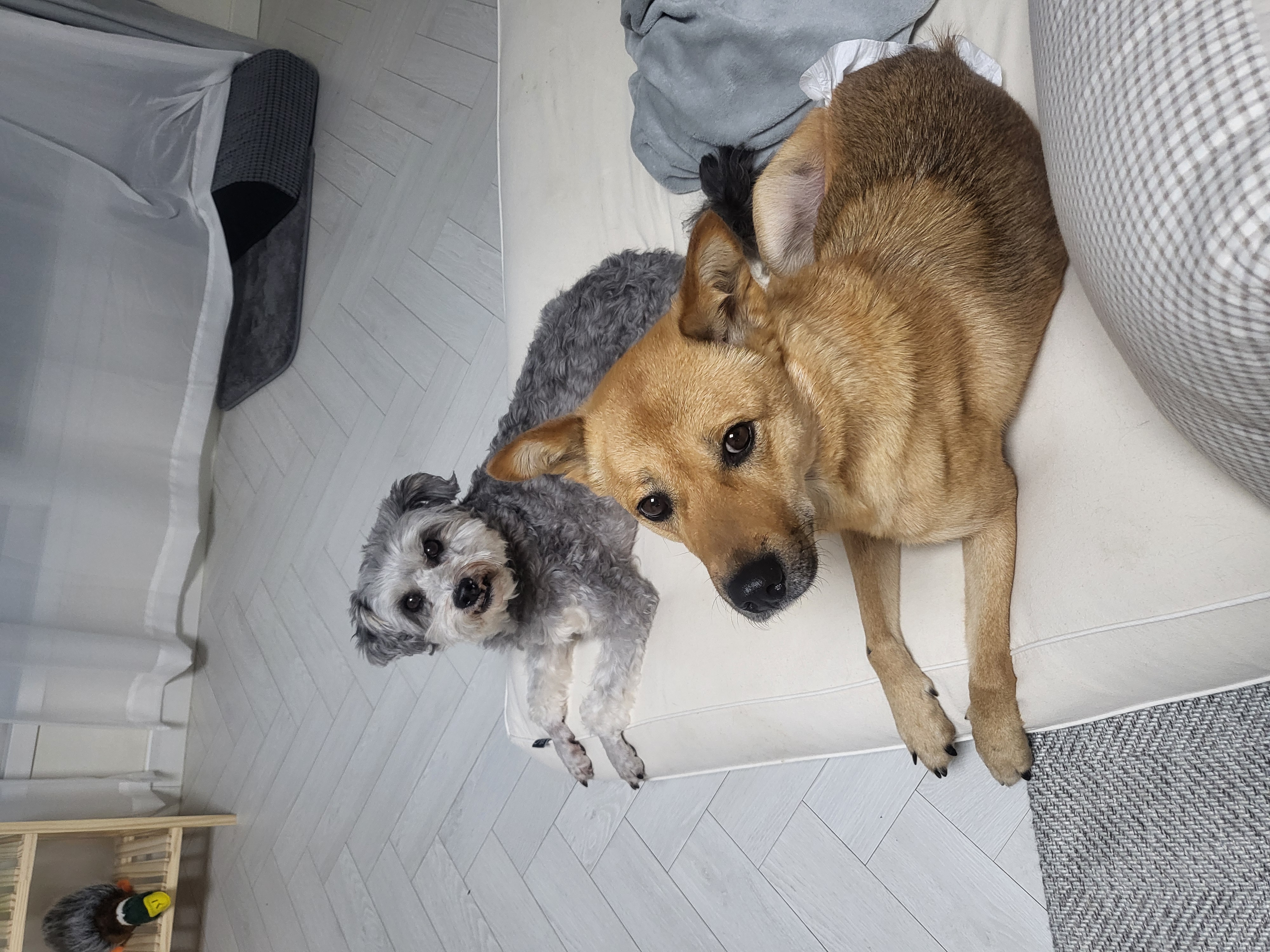 춘향이 임시보호 6개월차!