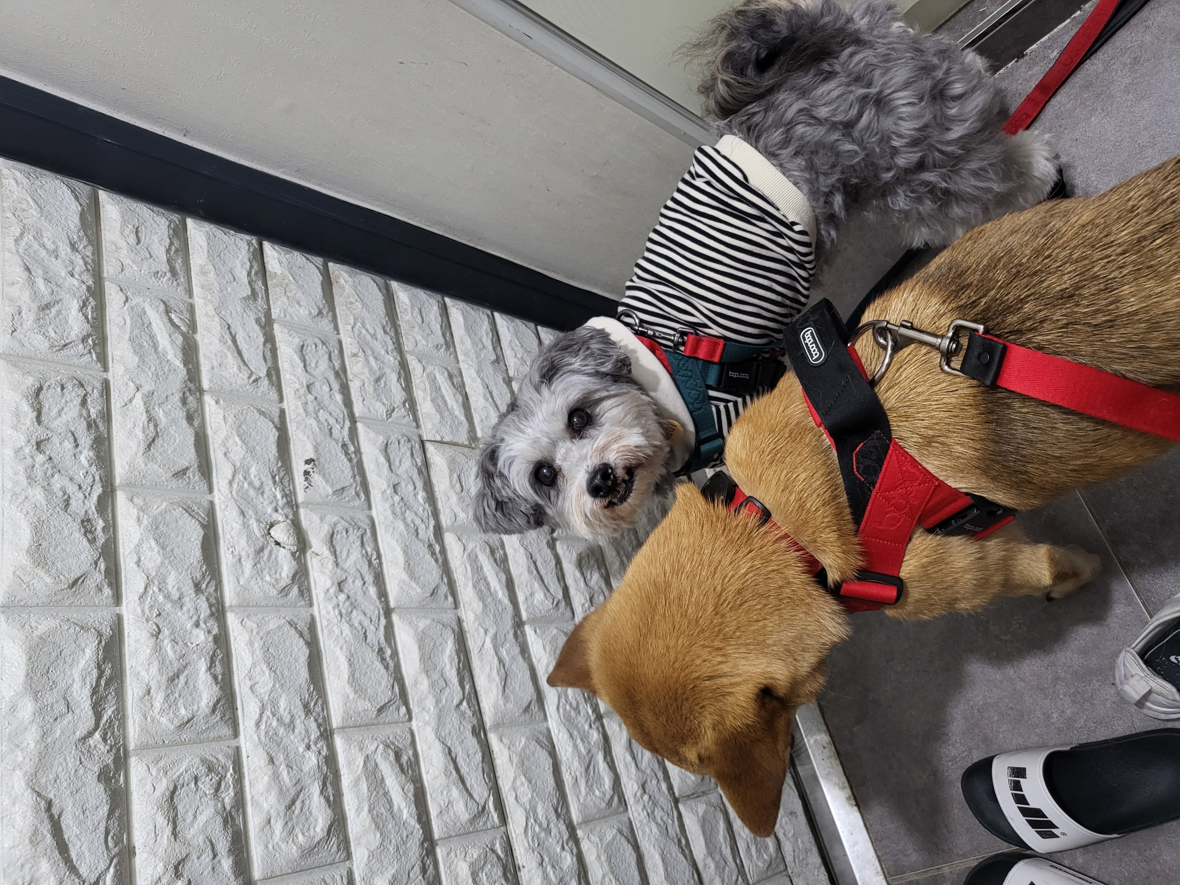 춘향이 임시보호 6개월차!