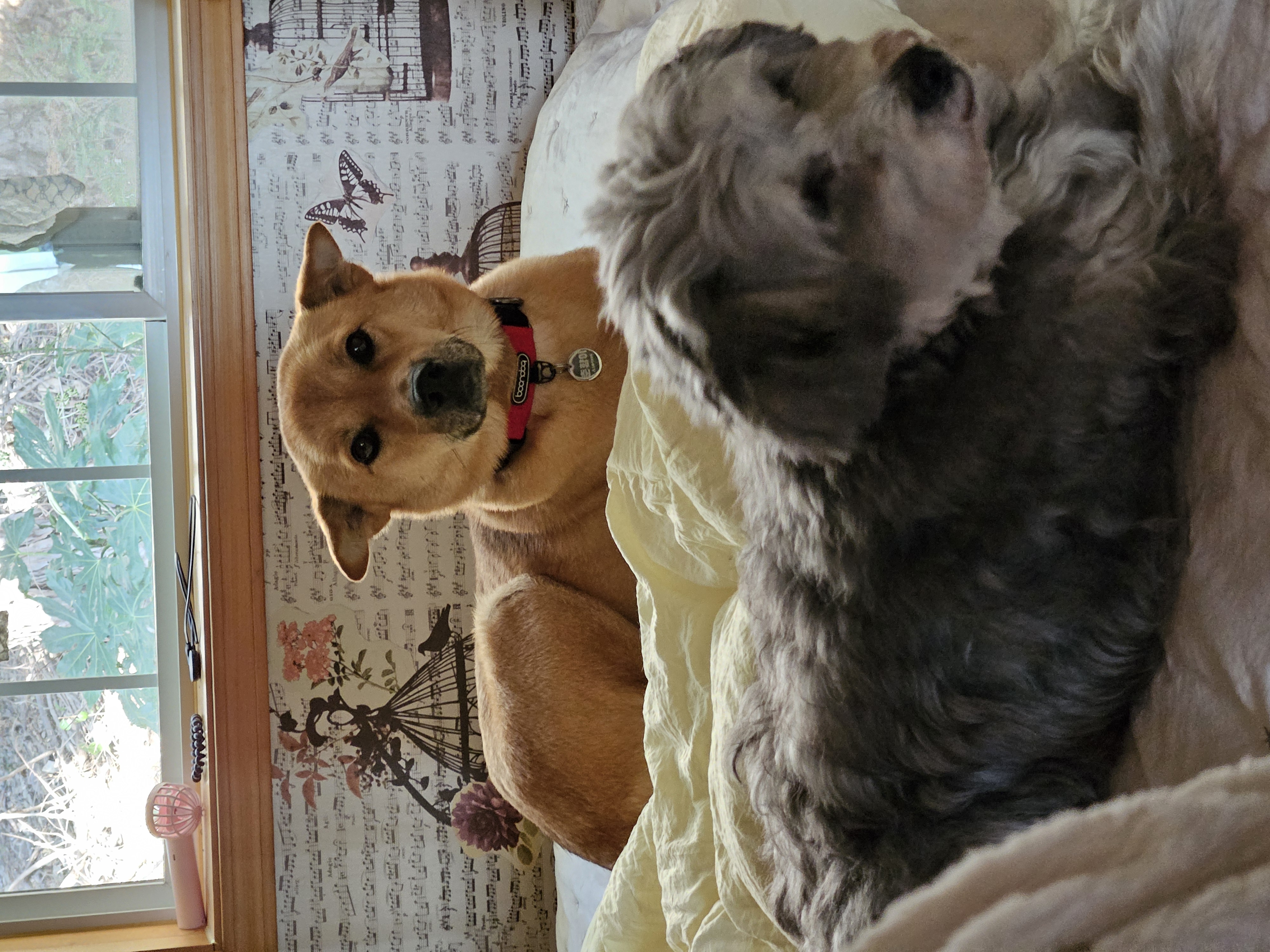 춘향이 임시보호 6개월차!