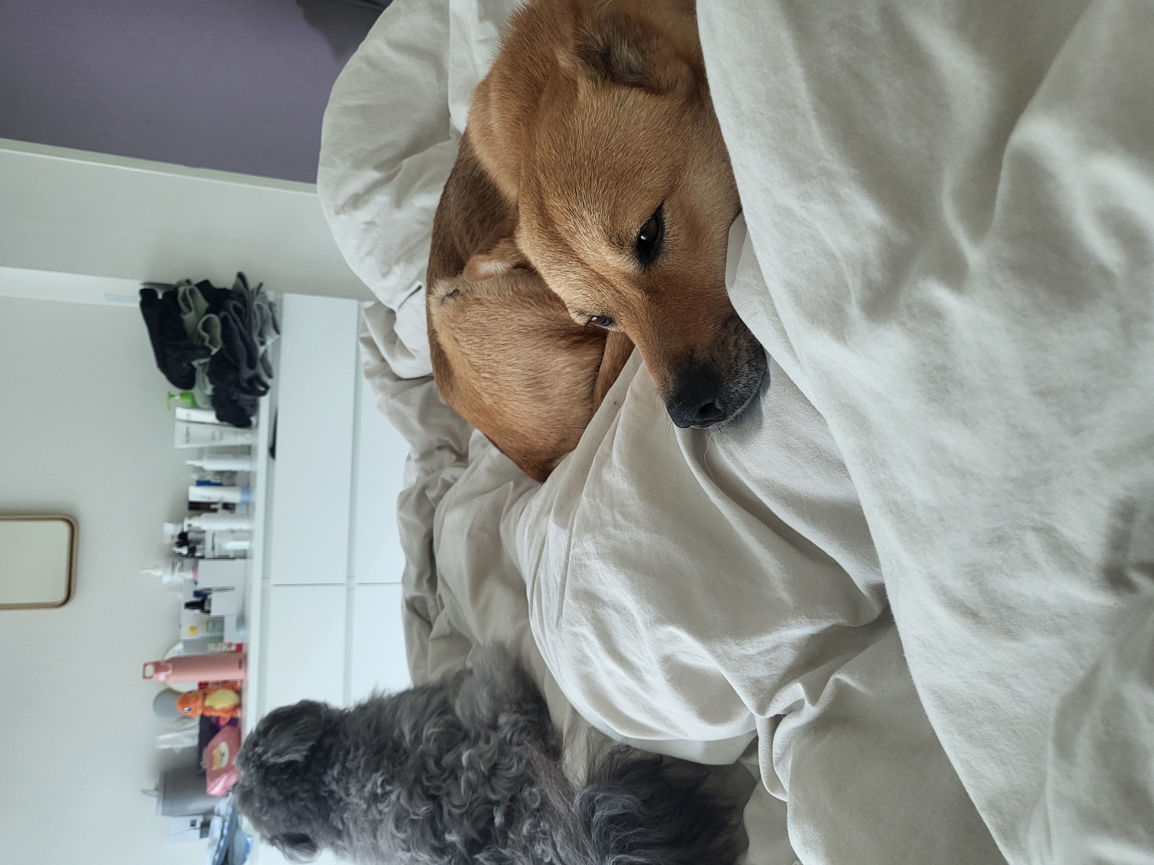 춘향이 임시보호 6개월차!