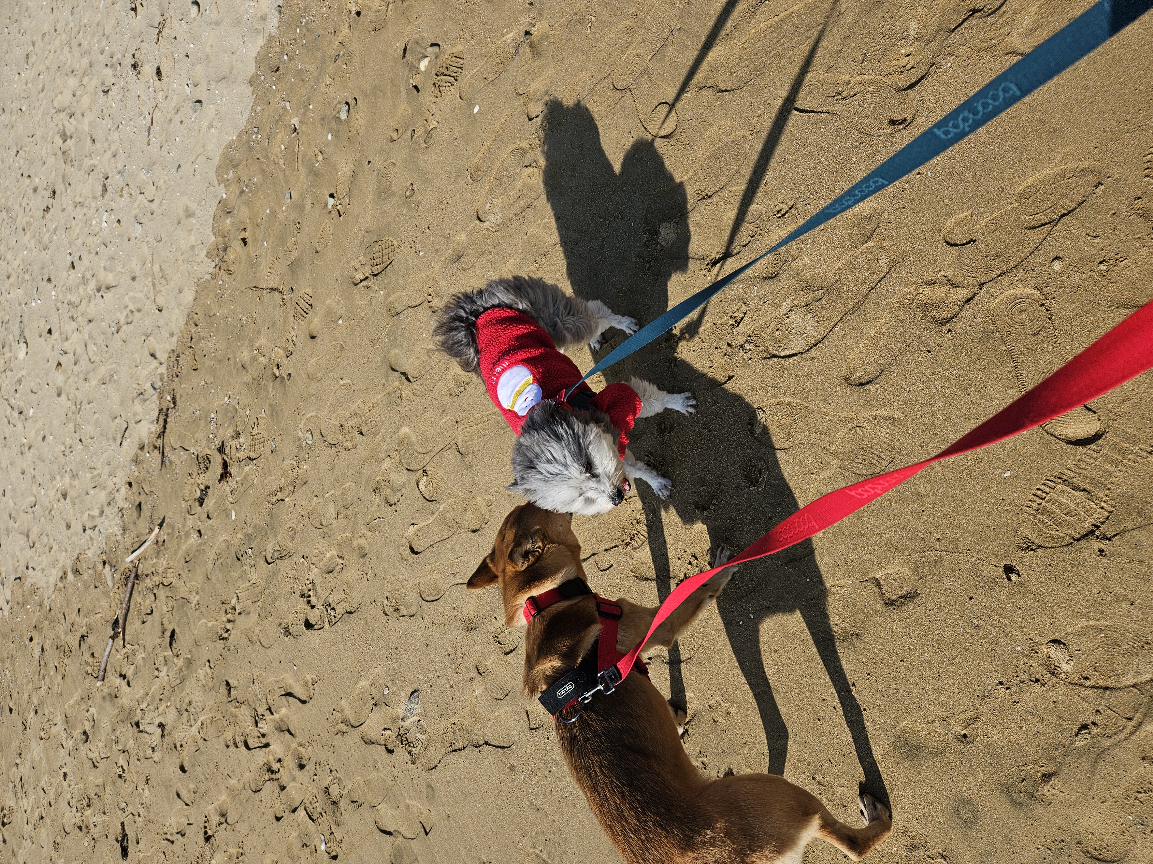 춘향이 임시보호 6개월차!