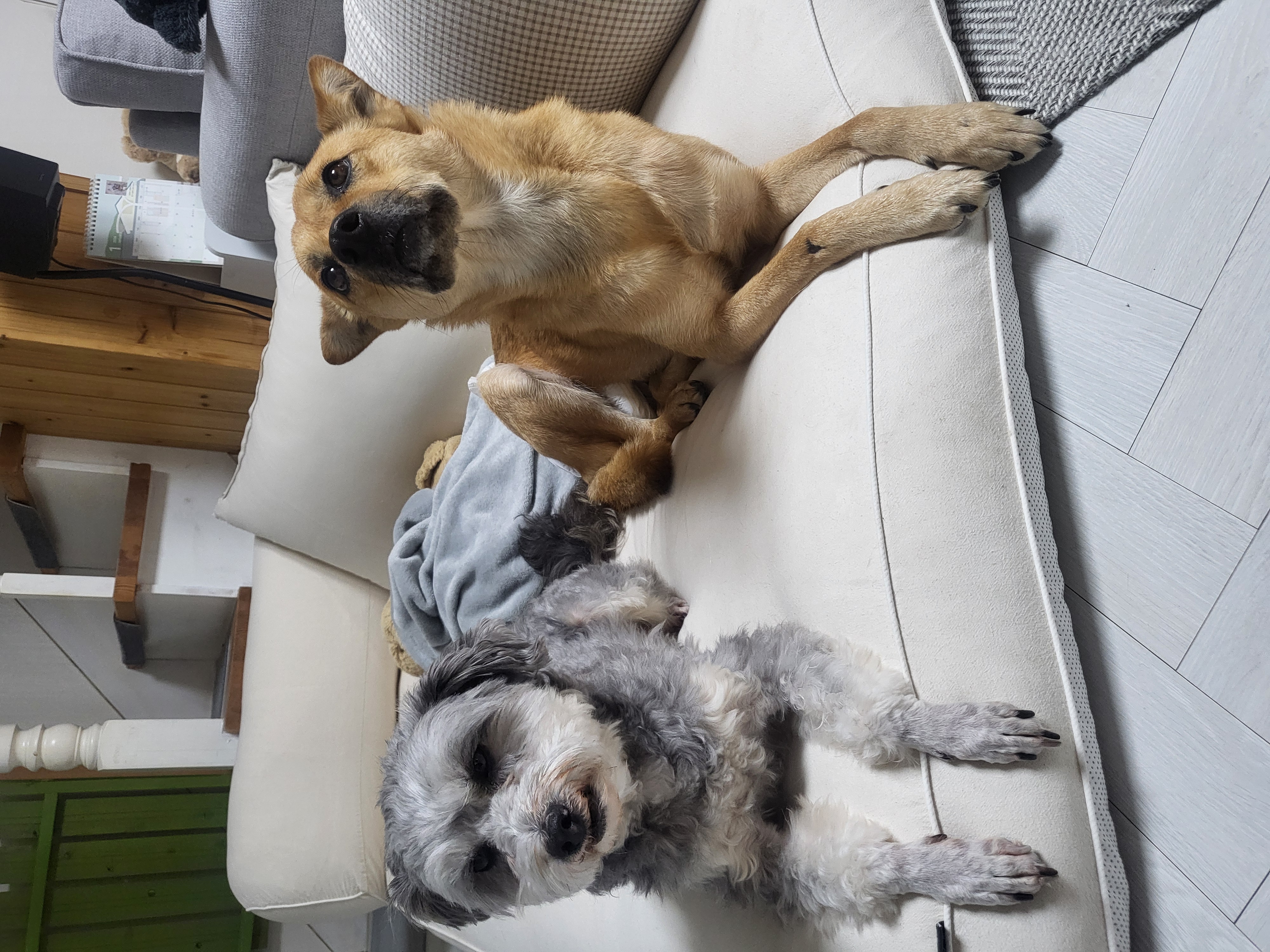 춘향이 임시보호 6개월차!