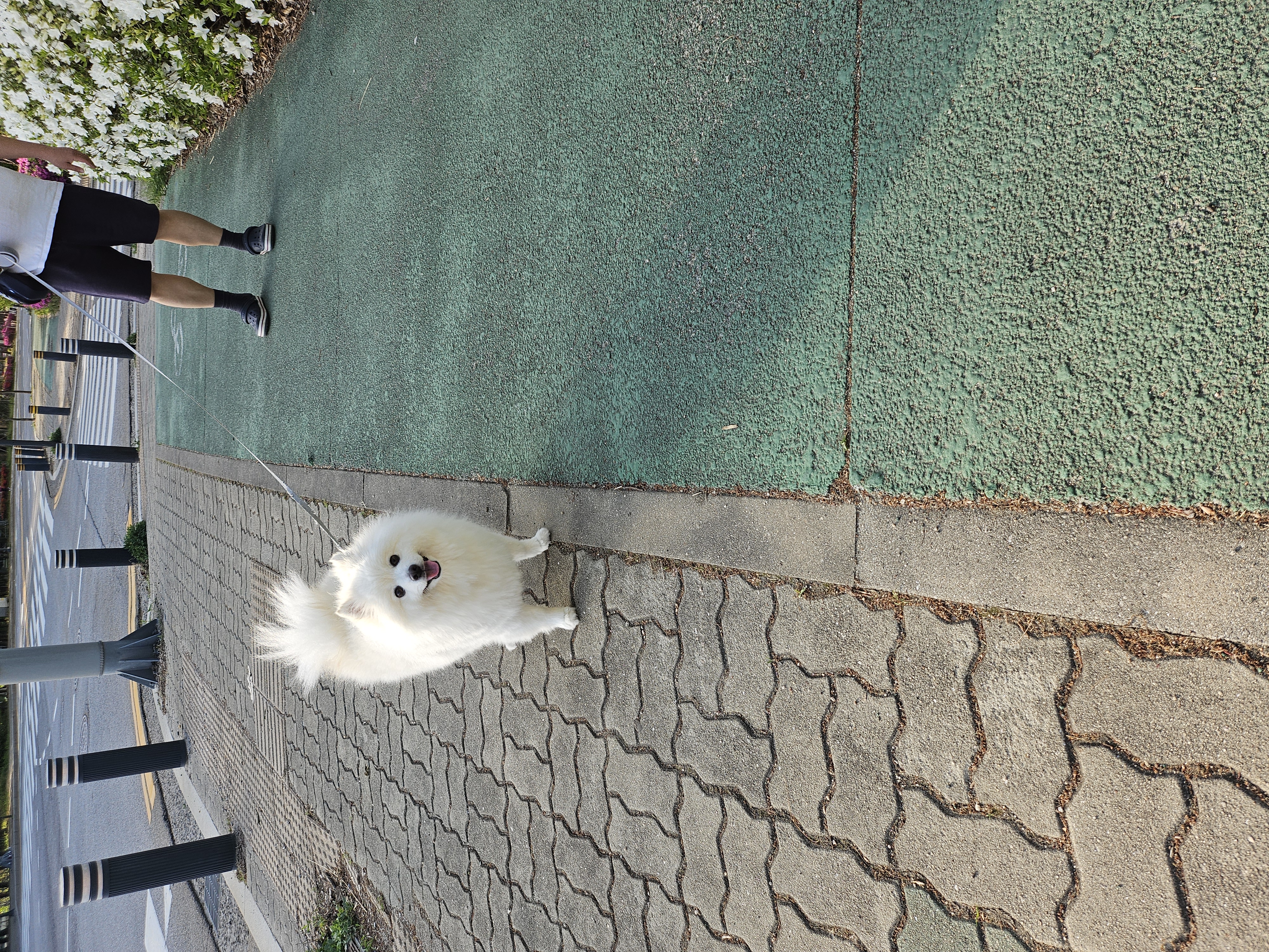 감자는 벌써 더워요