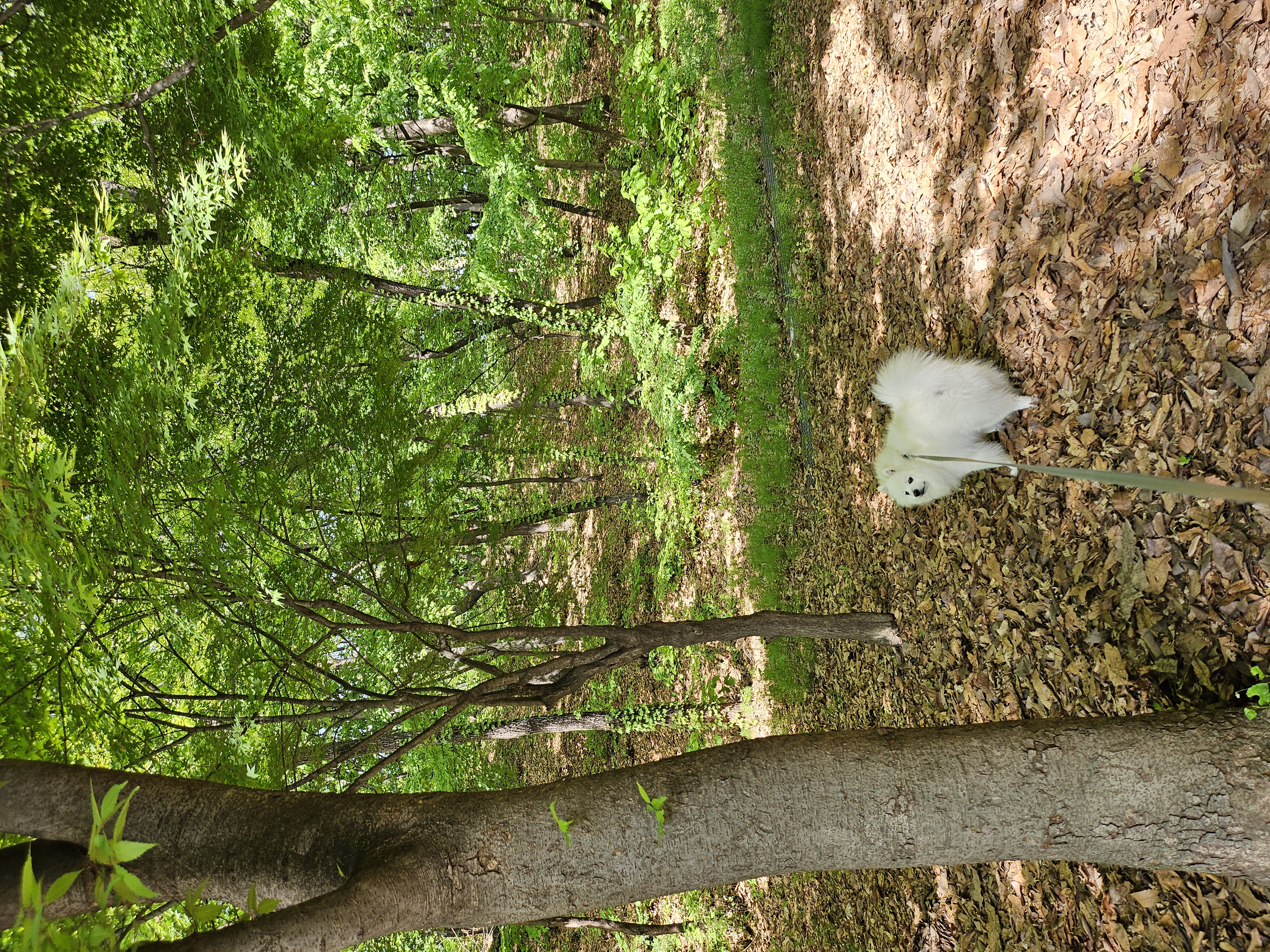 감자는 벌써 더워요