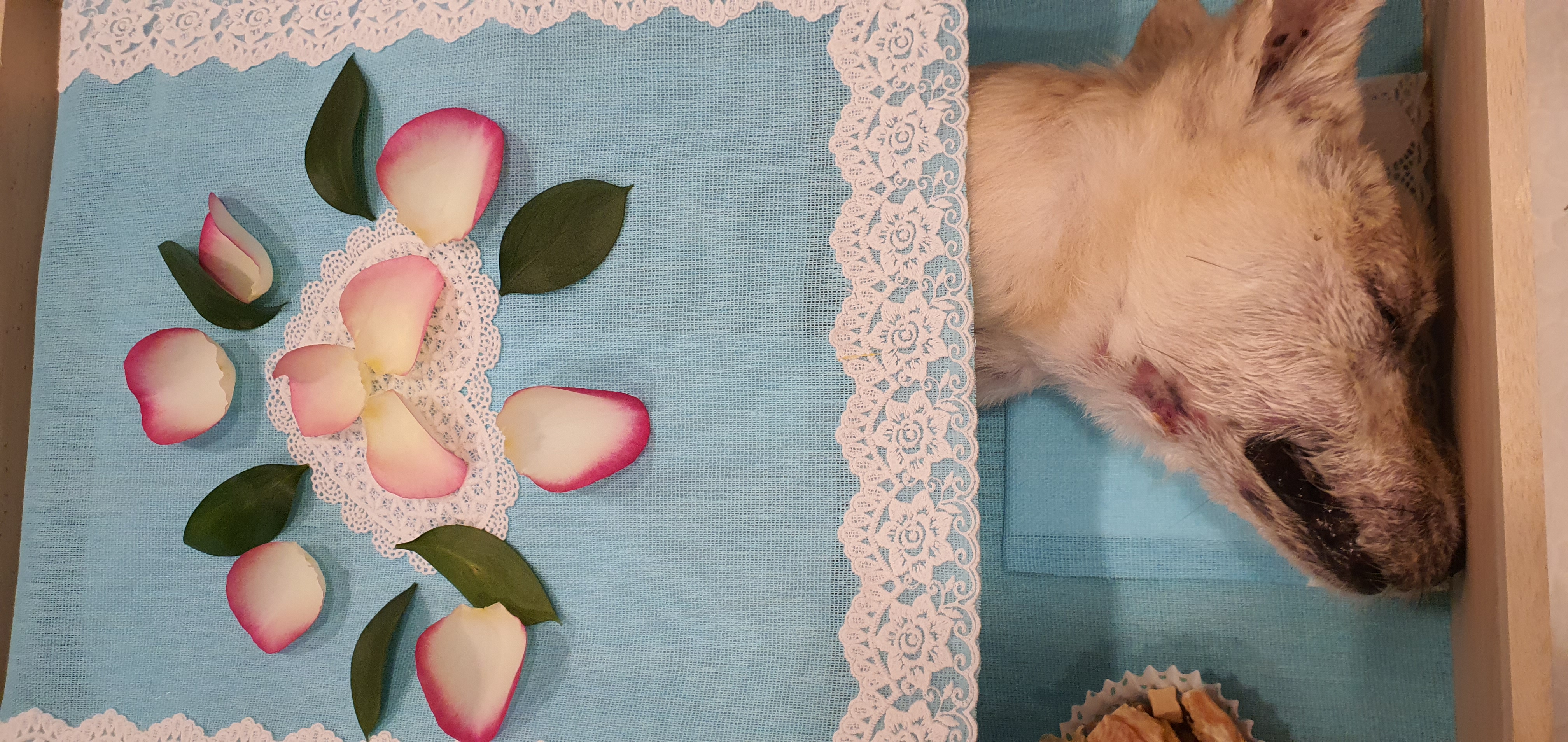 15년전에 입양한 앤드류가 떠났습니다