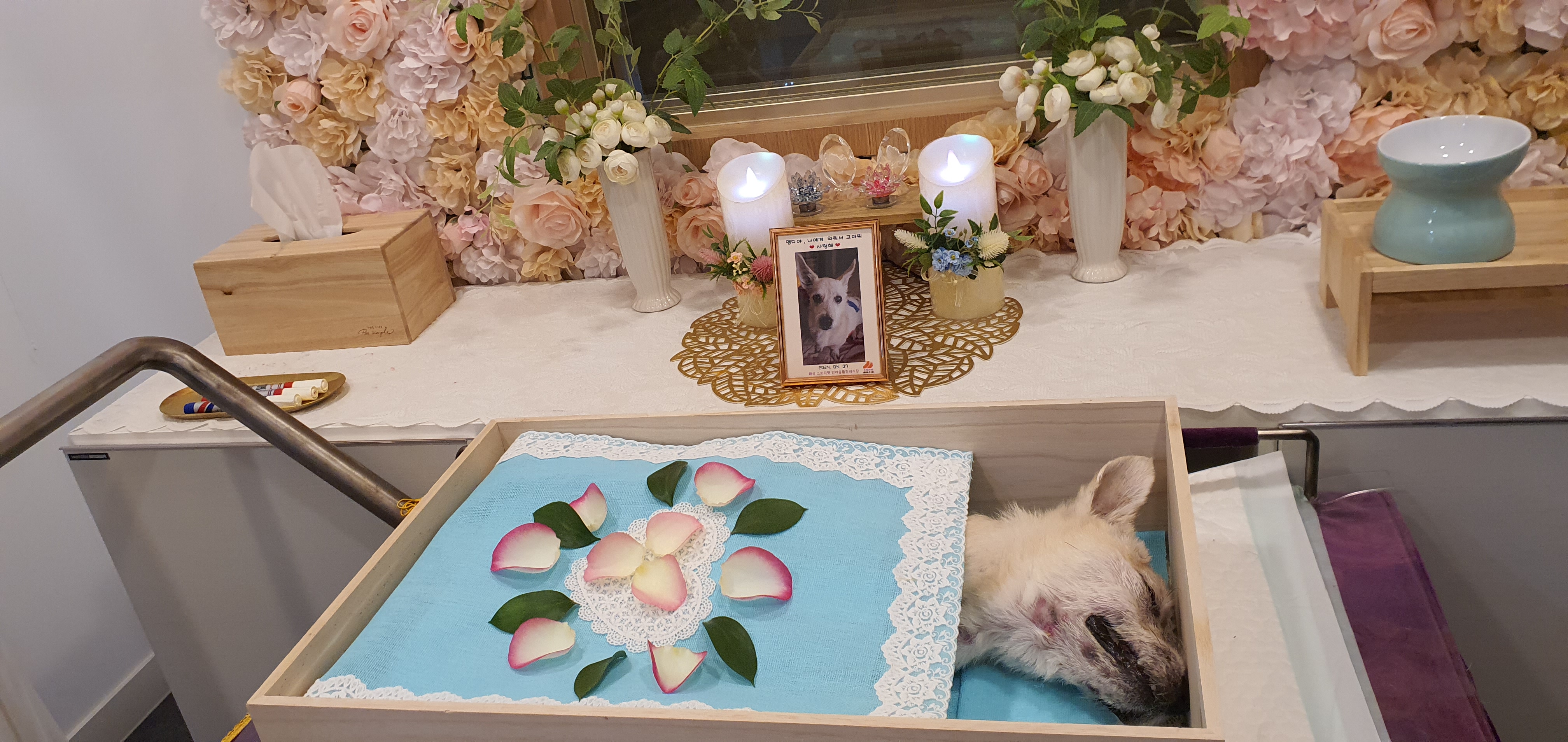 15년전에 입양한 앤드류가 떠났습니다