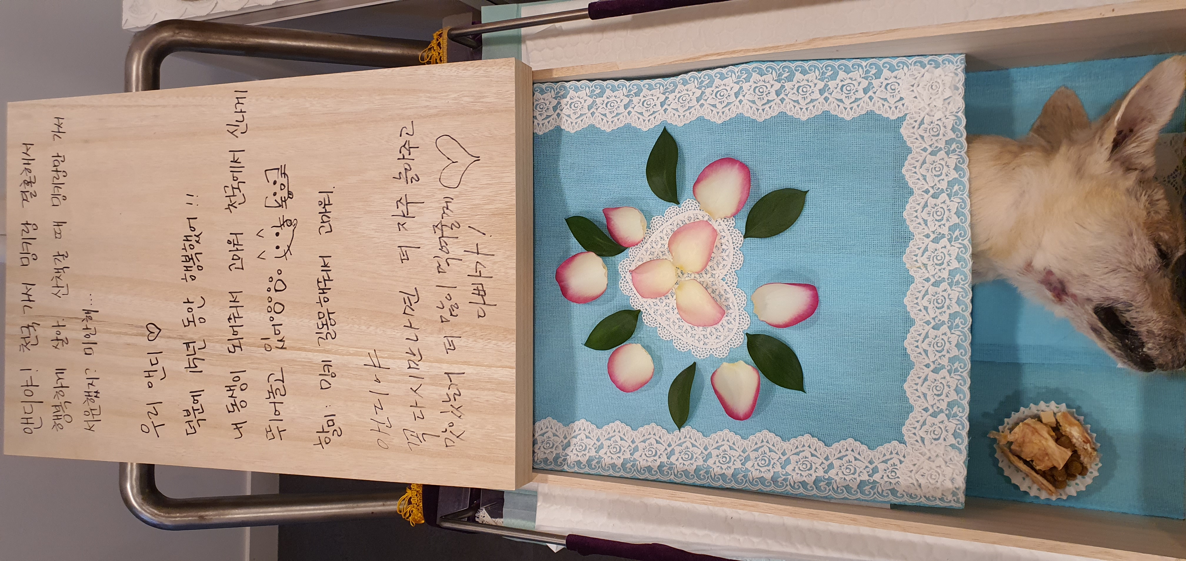 15년전에 입양한 앤드류가 떠났습니다