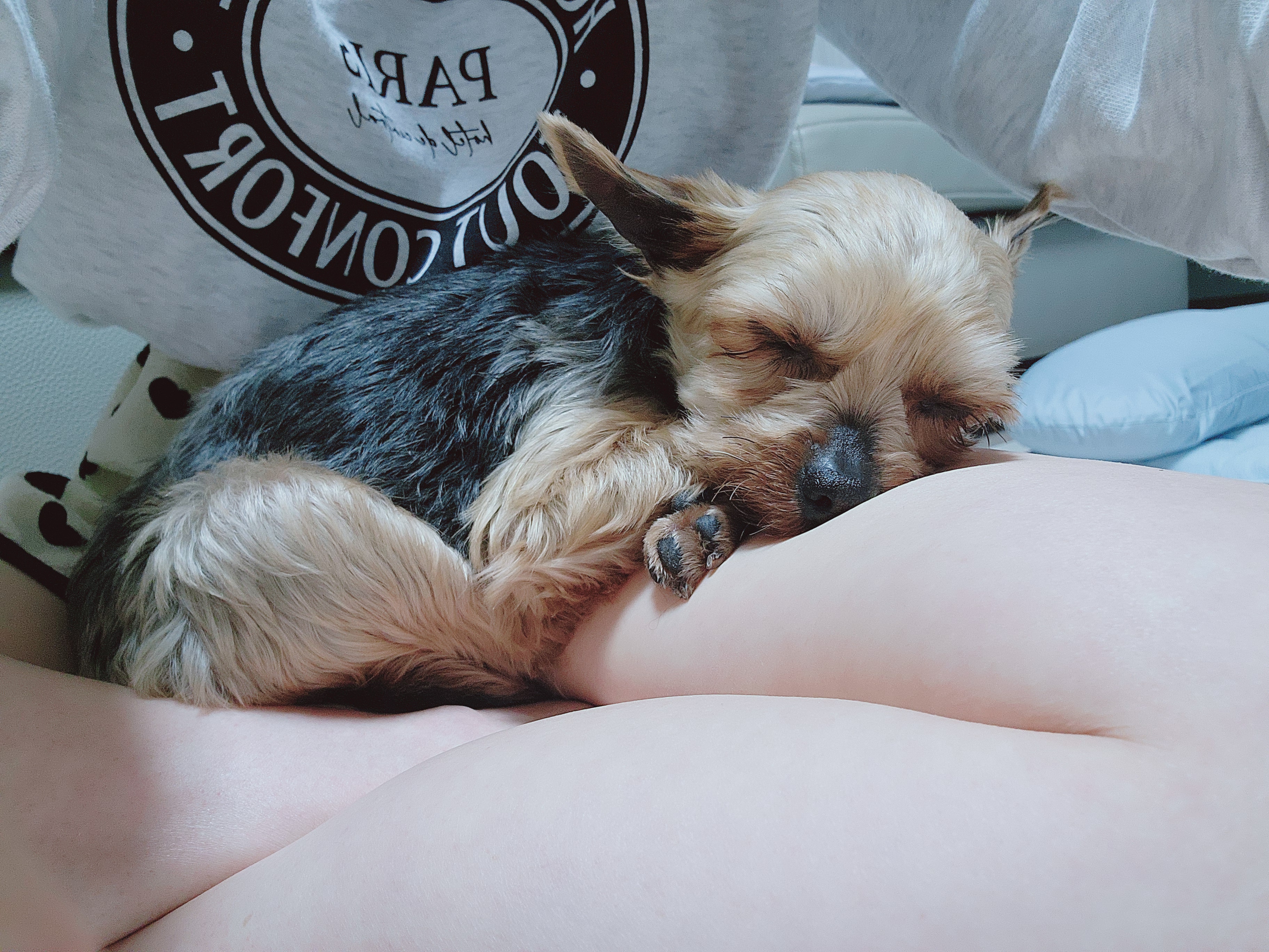 뽀테 일주일간 임보 일기