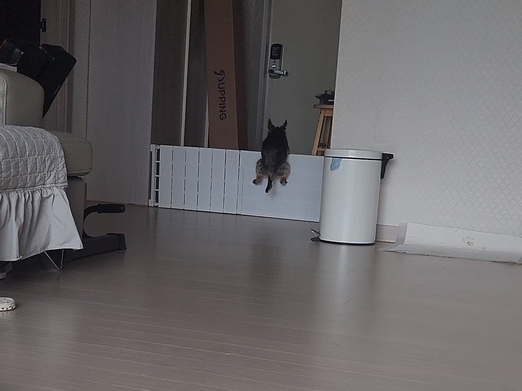 뽀테 일주일간 임보 일기