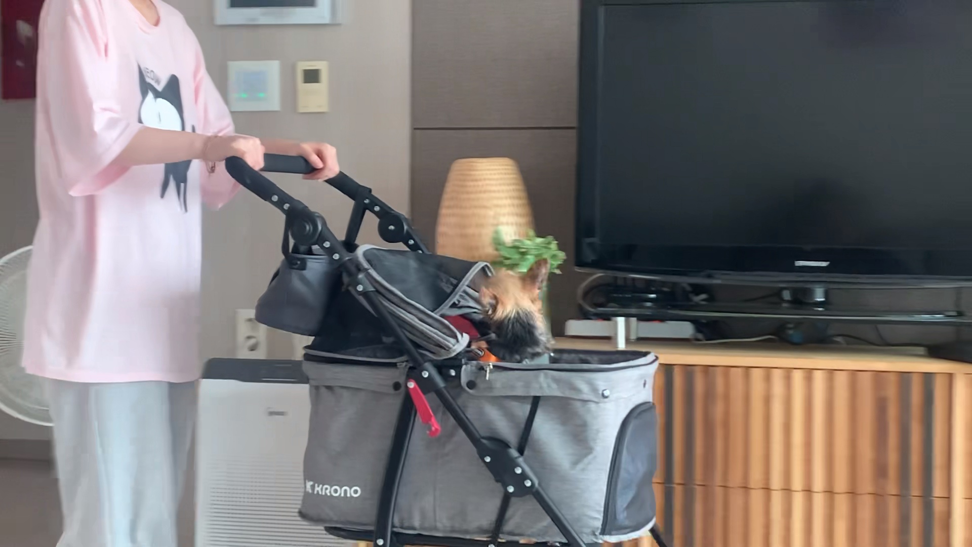 뽀테 일주일간 임보 일기